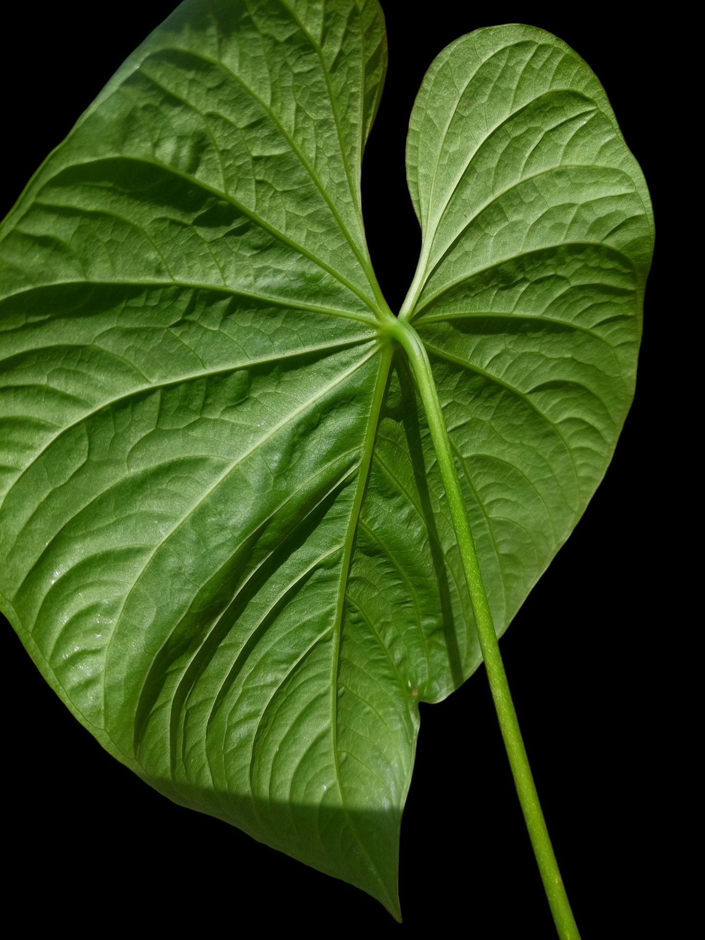 Anthurium sp. 'Colombianense' (EXACT PLANT)