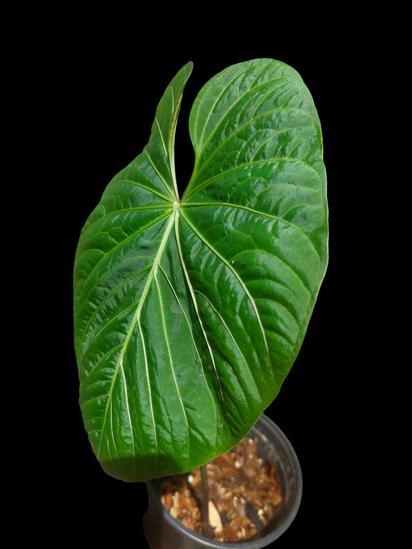 Anthurium sp. 'Colombianense' (EXACT PLANT)