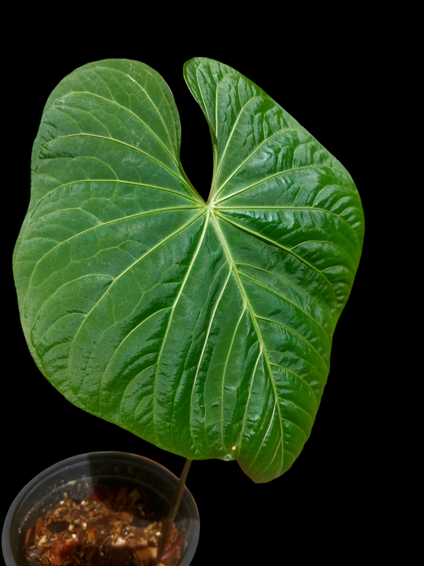 Anthurium sp. 'Colombianense' (EXACT PLANT)