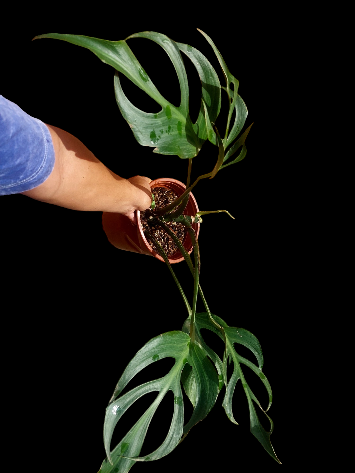 Monstera Burle Marx Flame BIG PLANT (EXACT PLANT)