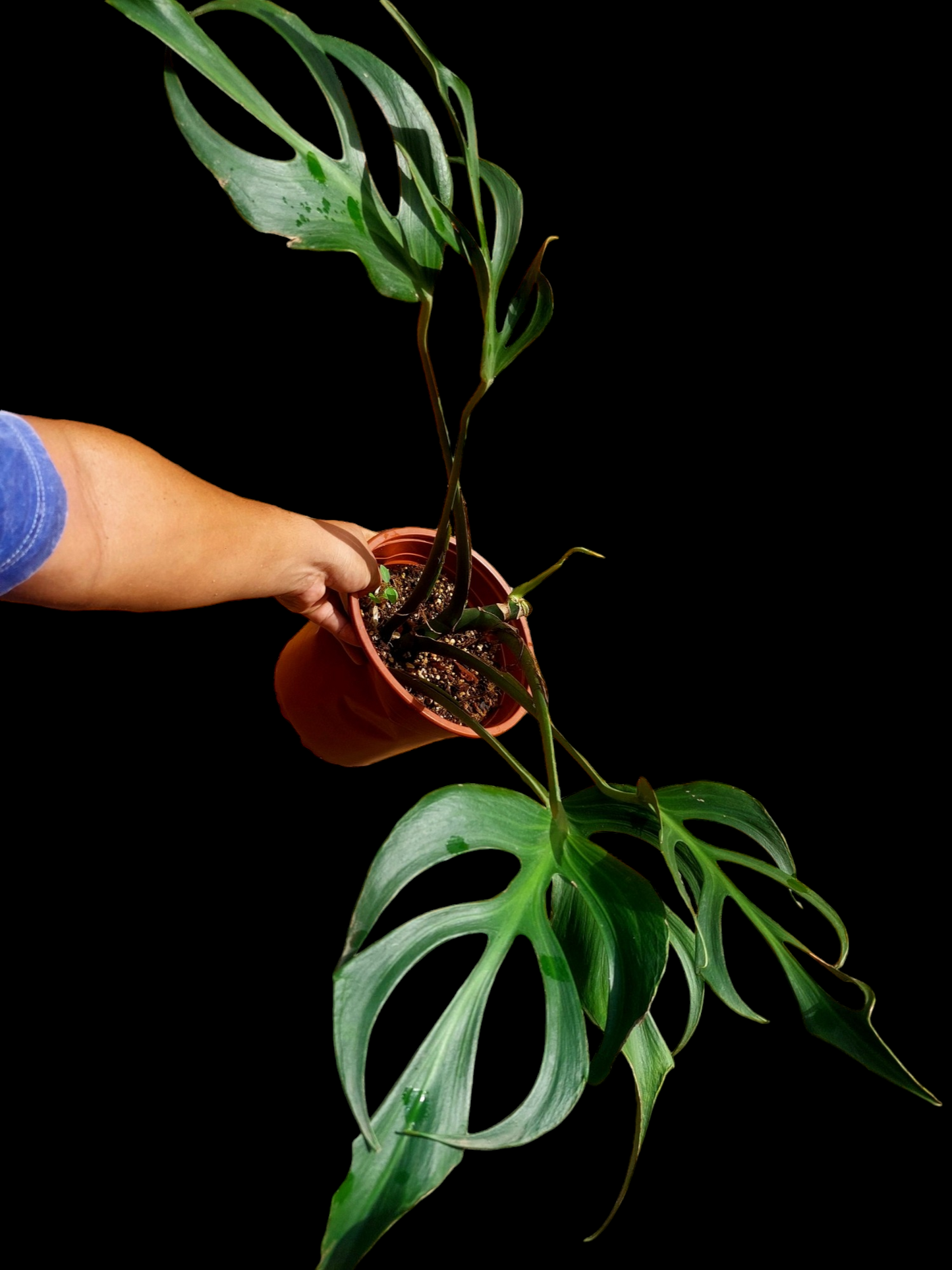 Monstera Burle Marx Flame BIG PLANT (EXACT PLANT)