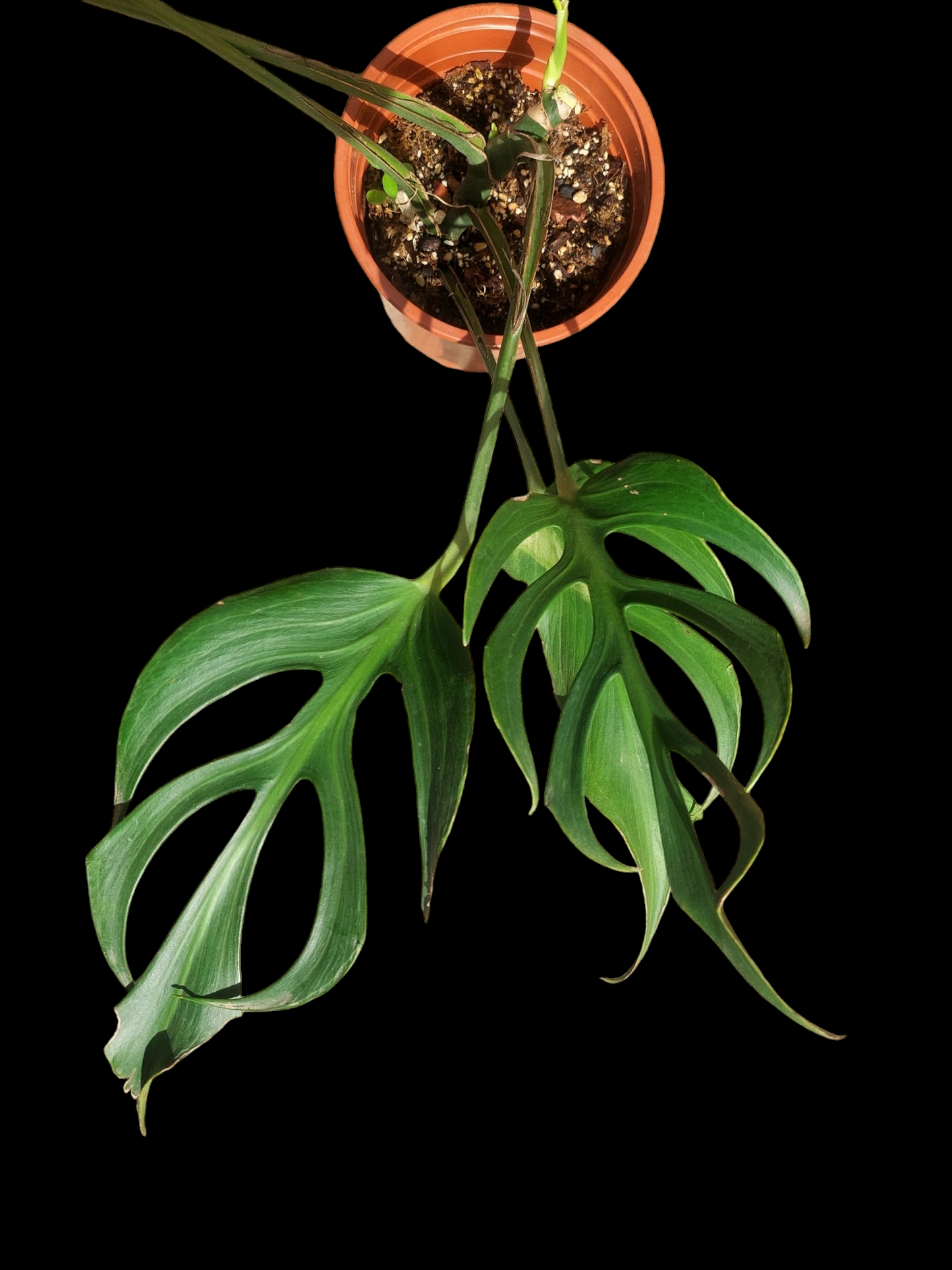 Monstera Burle Marx Flame BIG PLANT (EXACT PLANT)