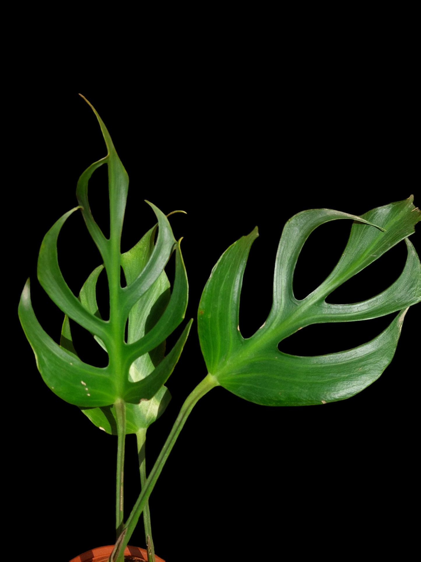 Monstera Burle Marx Flame BIG PLANT (EXACT PLANT)