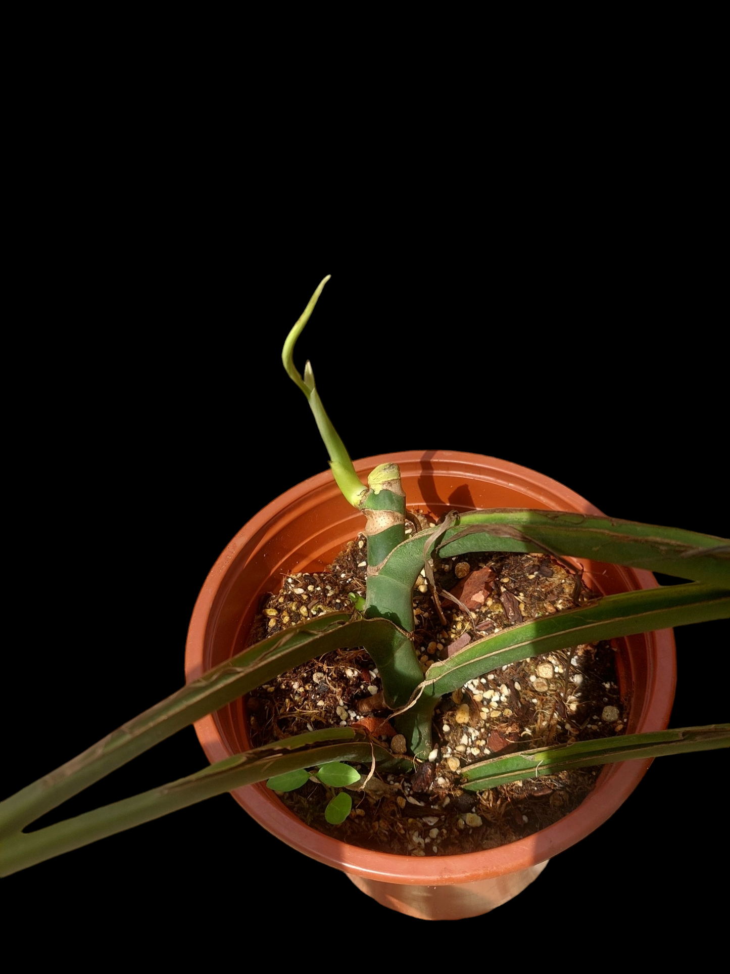 Monstera Burle Marx Flame BIG PLANT (EXACT PLANT)