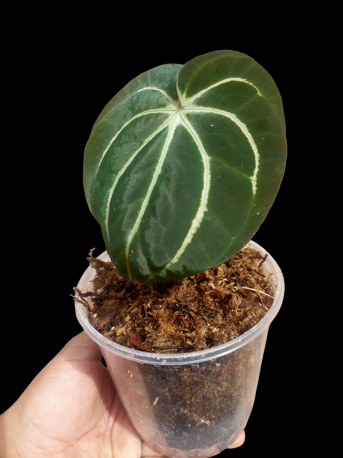 Anthurium Carlablackiae Wild Ecotype (EXACT PLANT)