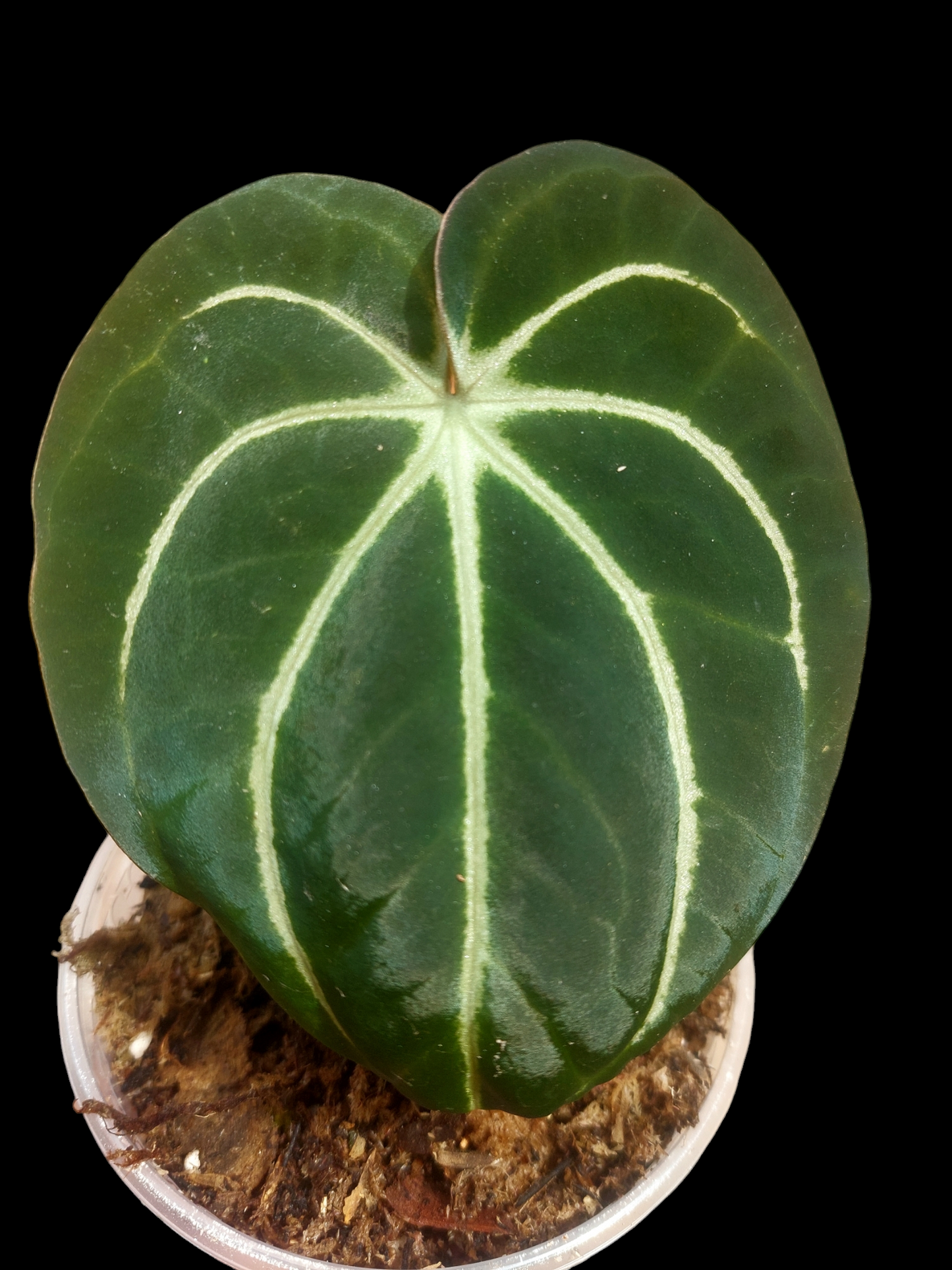 Anthurium Carlablackiae Wild Ecotype (EXACT PLANT)