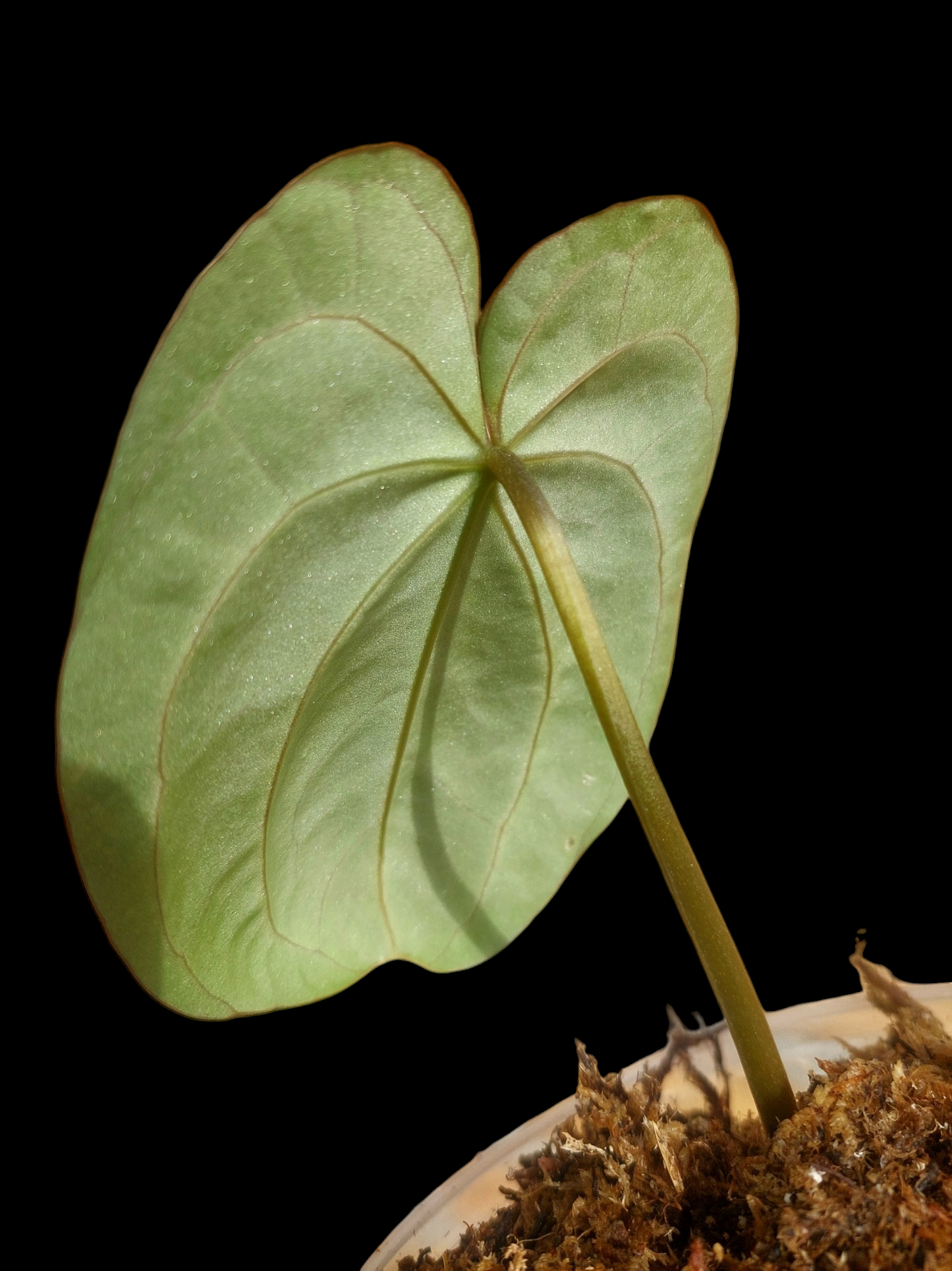 Anthurium Carlablackiae Wild Ecotype (EXACT PLANT)