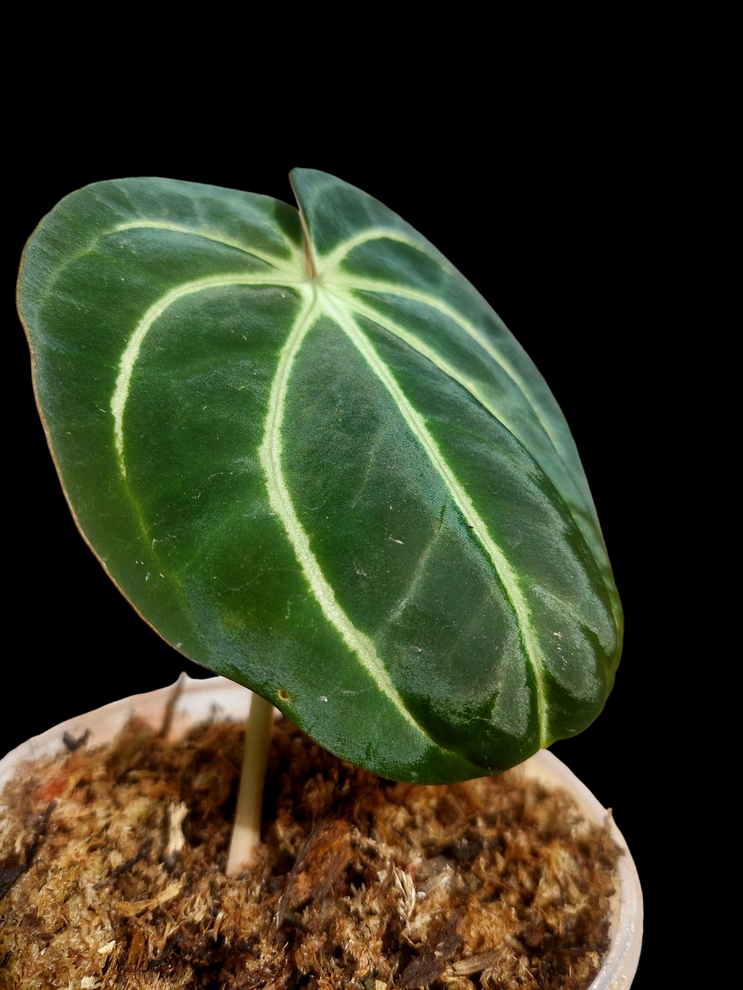 Anthurium Carlablackiae Wild Ecotype (EXACT PLANT)