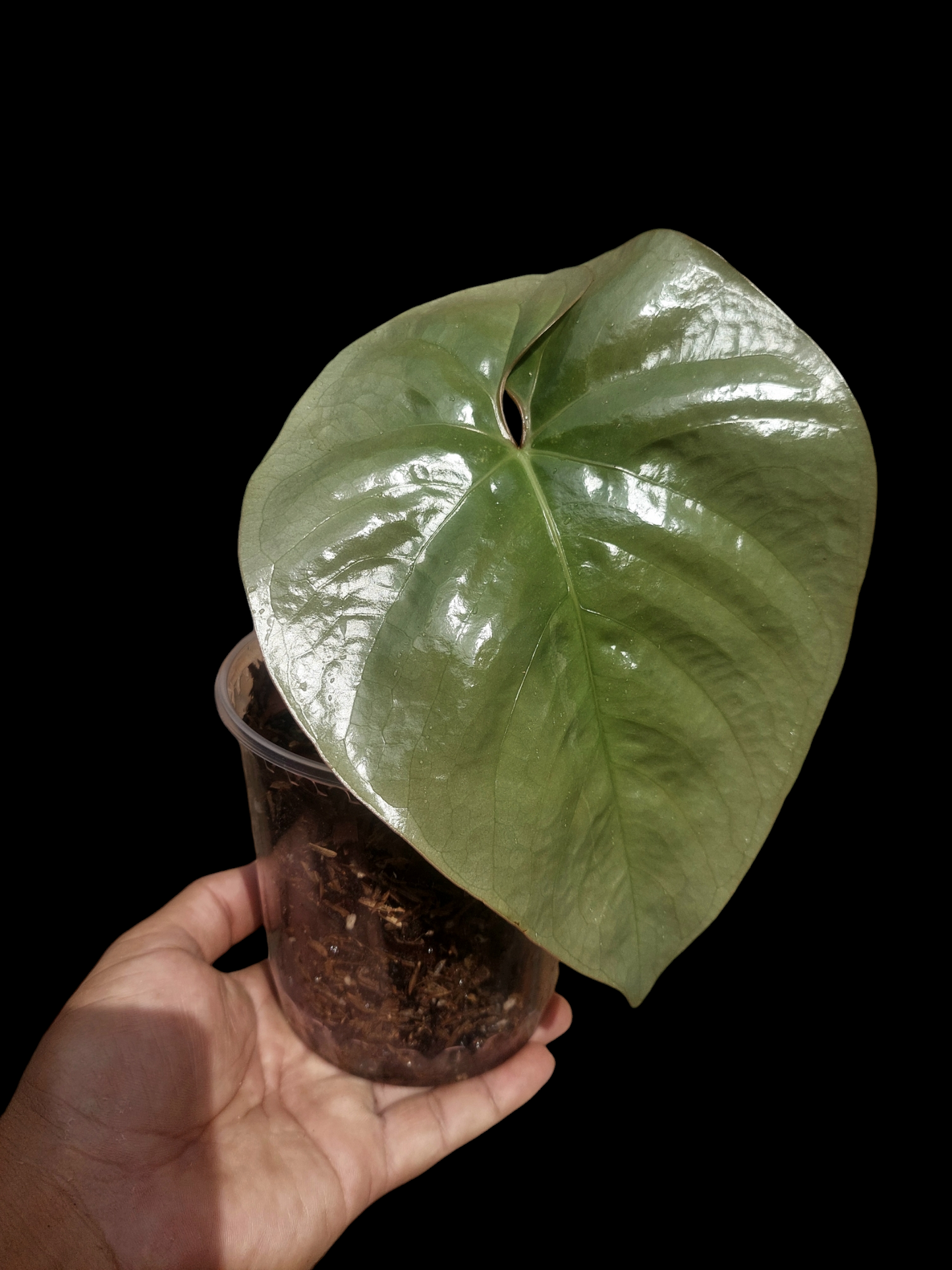 Anthurium sp. Silver Peru BIG PLANT Wild Ecotype (EXACT PLANT)