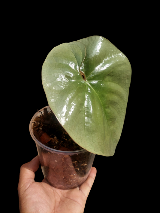 Anthurium sp. Silver Peru BIG PLANT Wild Ecotype (EXACT PLANT)