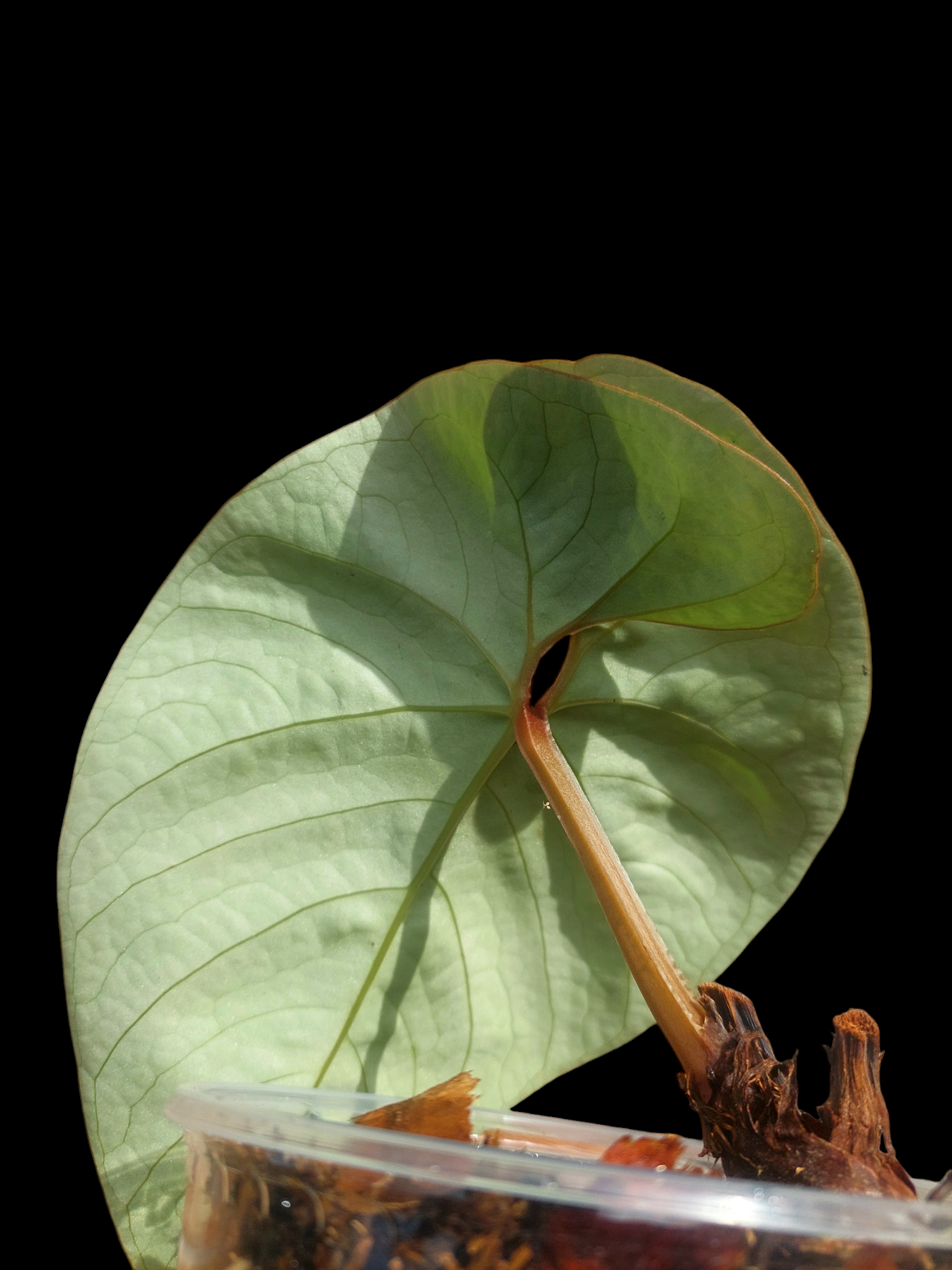 anthurium sp silver peru Anthurium sp. Silver Peru BIG PLANT Wild Ecotype (EXACT PLANT) – Amazon Plants Peru