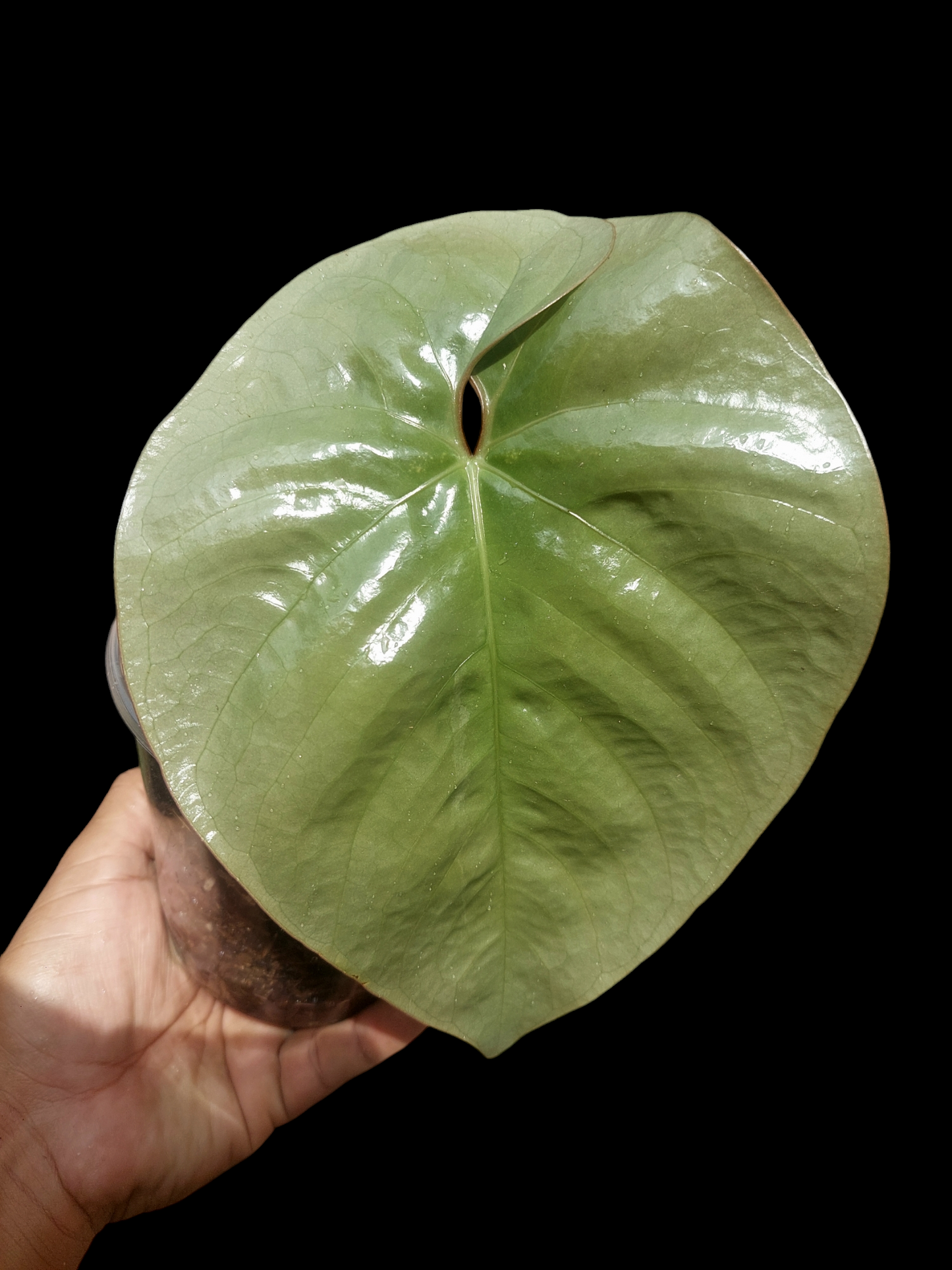 Anthurium sp. Silver Peru BIG PLANT Wild Ecotype (EXACT PLANT)