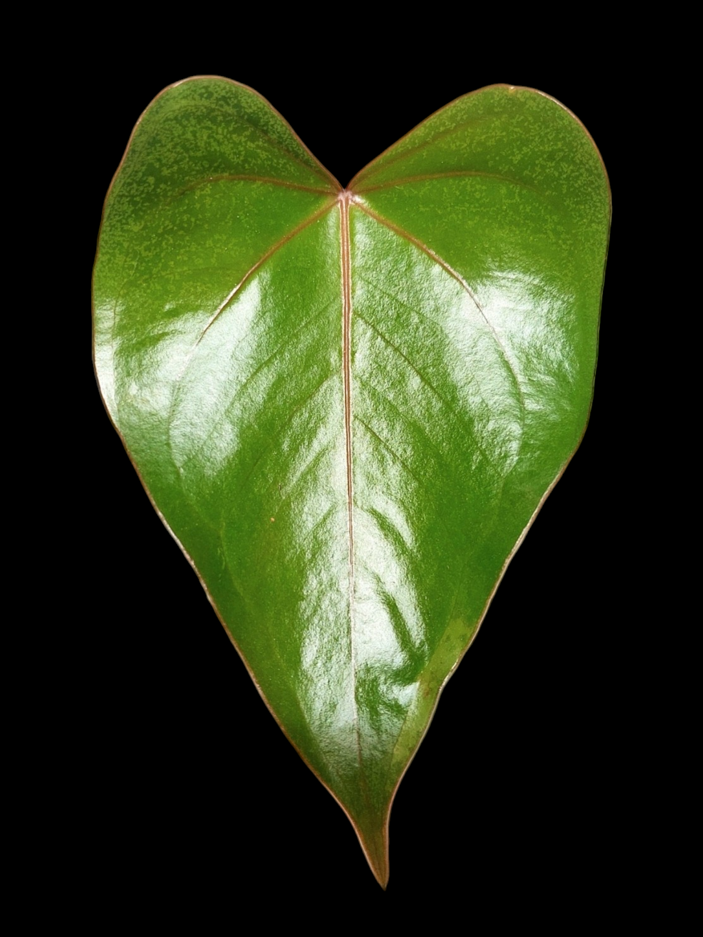 Anthurium sp. 'Amazon Red Veins' (EXACT PLANT)