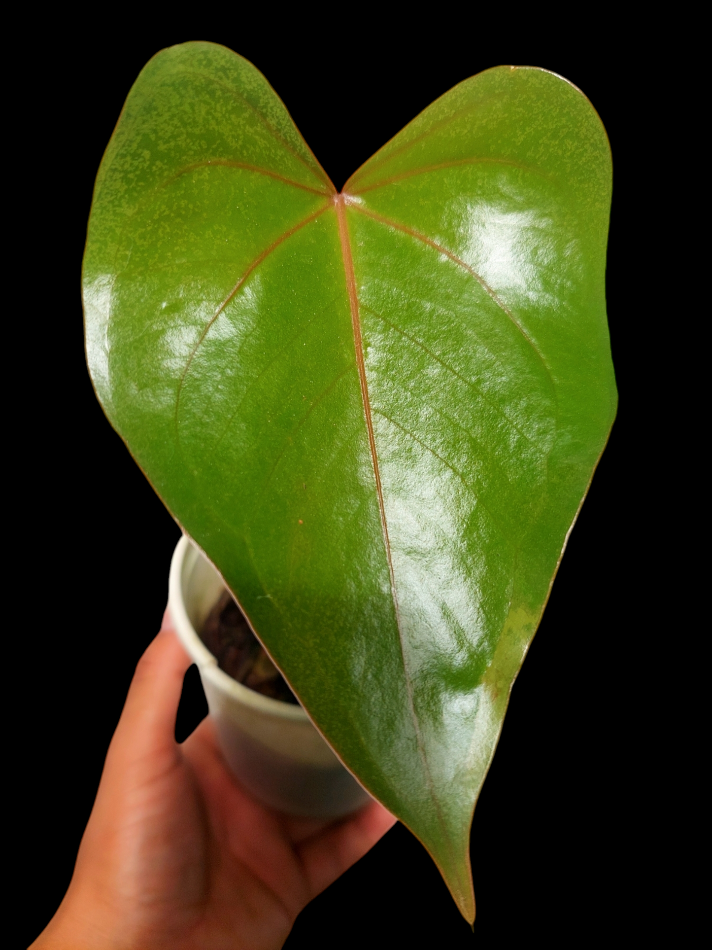 Anthurium sp. 'Amazon Red Veins' (EXACT PLANT)