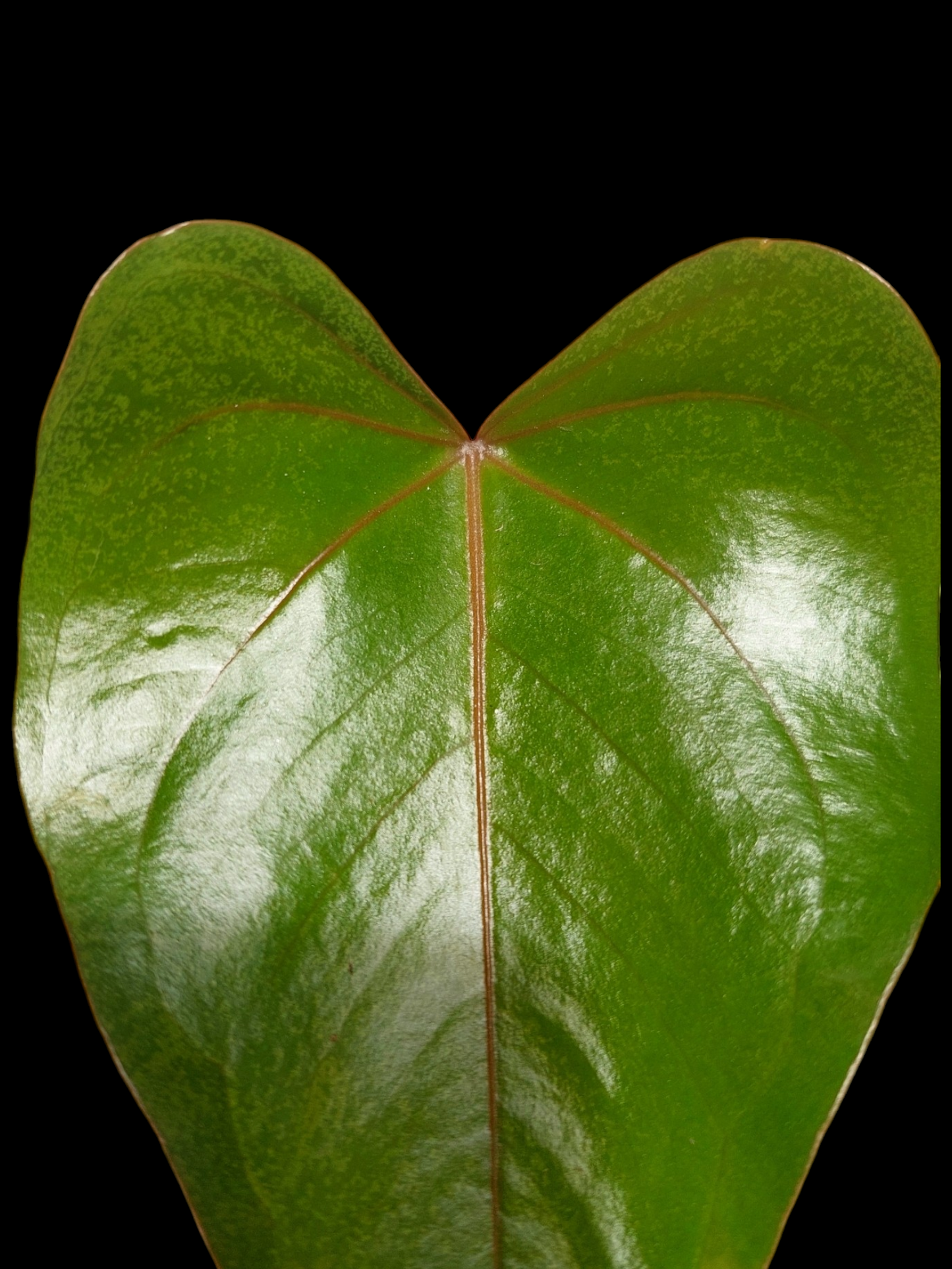 Anthurium sp. 'Amazon Red Veins' (EXACT PLANT)