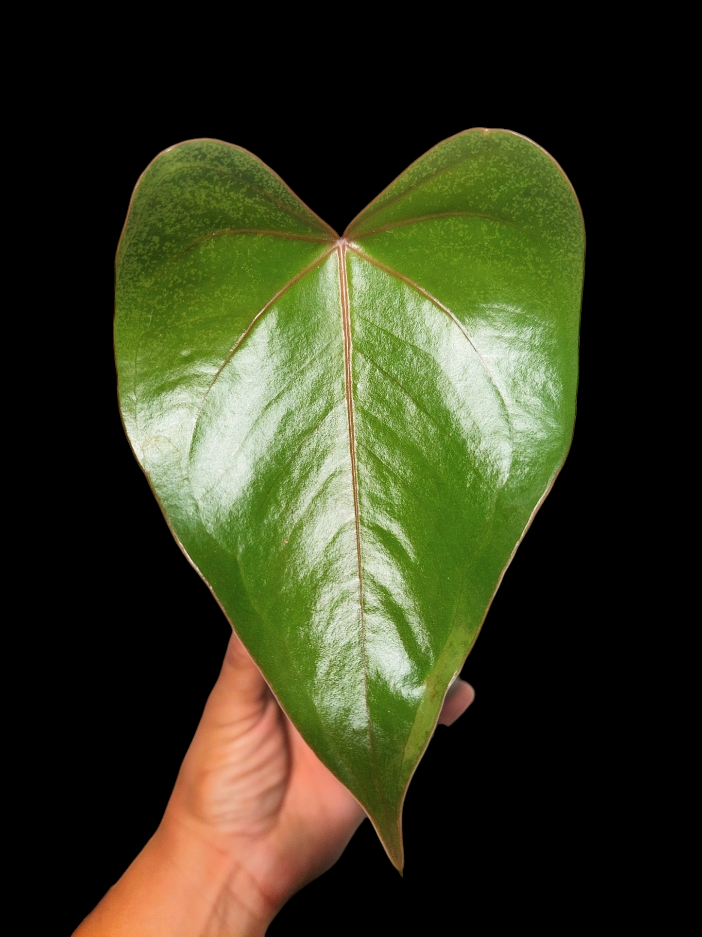 Anthurium sp. 'Amazon Red Veins' (EXACT PLANT)