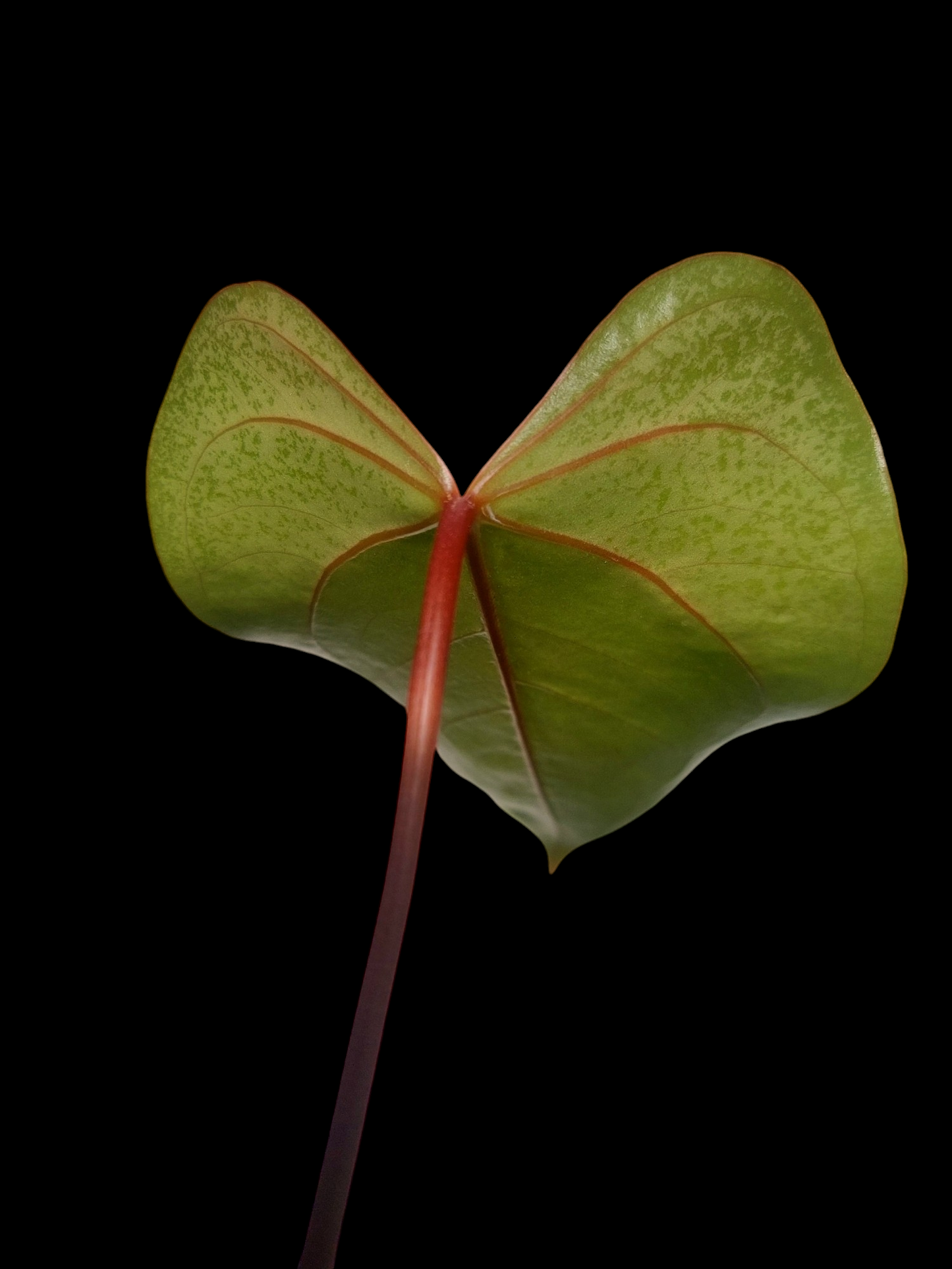 Anthurium sp. 'Amazon Red Veins' (EXACT PLANT)