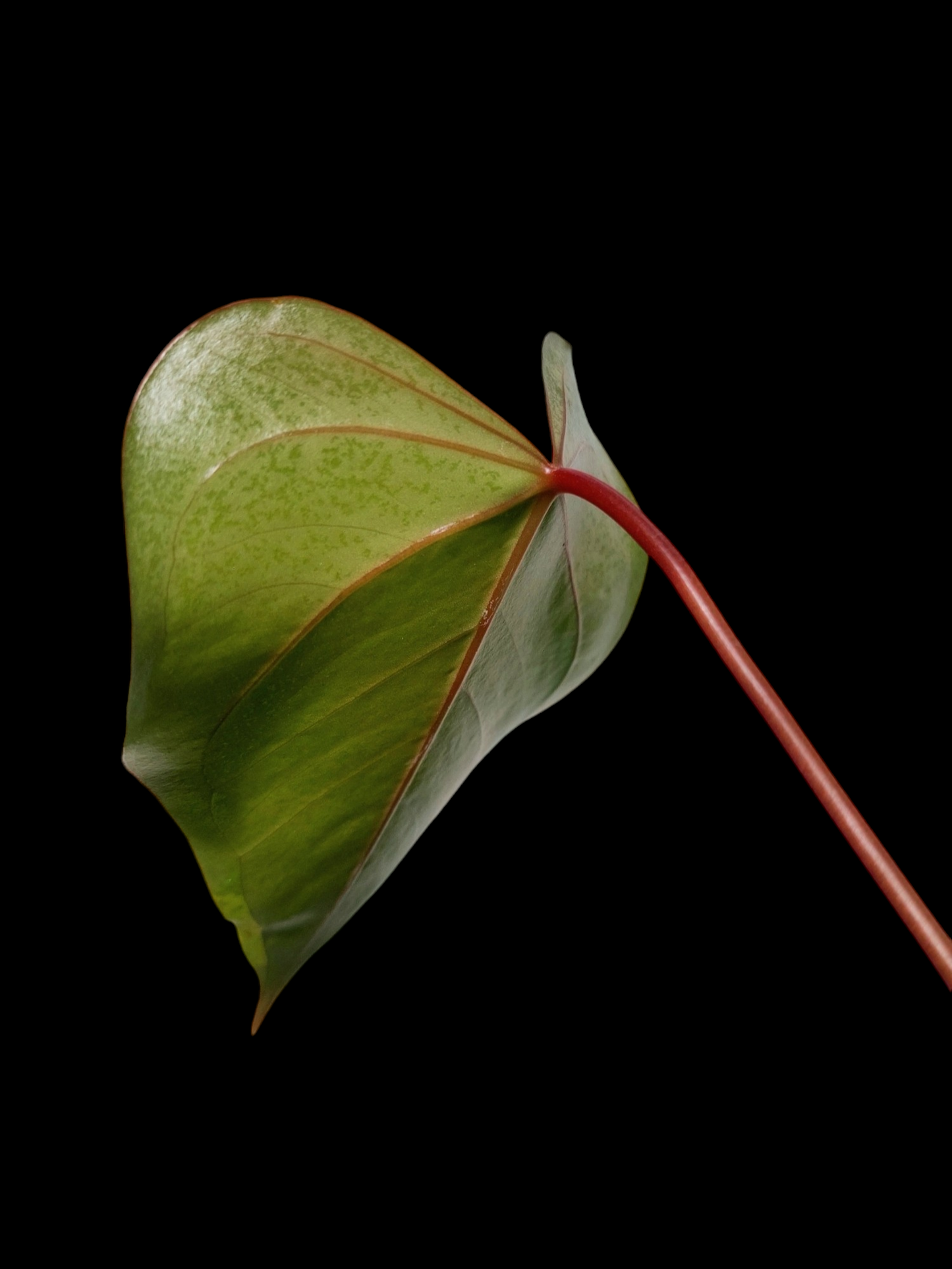 Anthurium sp. 'Amazon Red Veins' (EXACT PLANT)