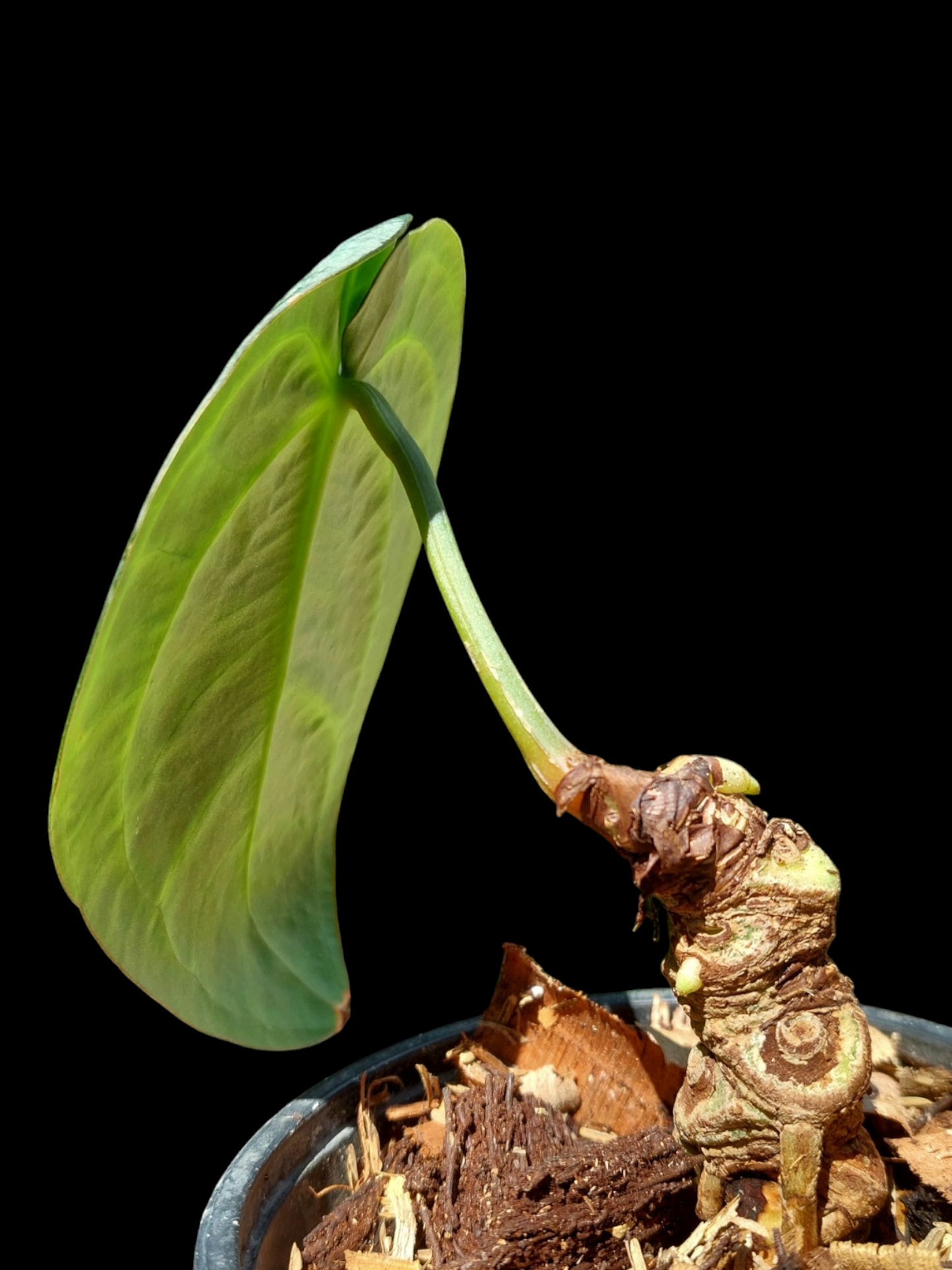 Anthurium Carlablackiae Wild Ecotype (EXACT PLANT)