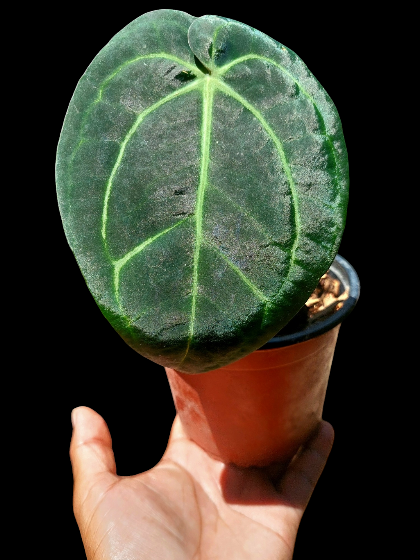 Anthurium Carlablackiae Wild Ecotype (EXACT PLANT)