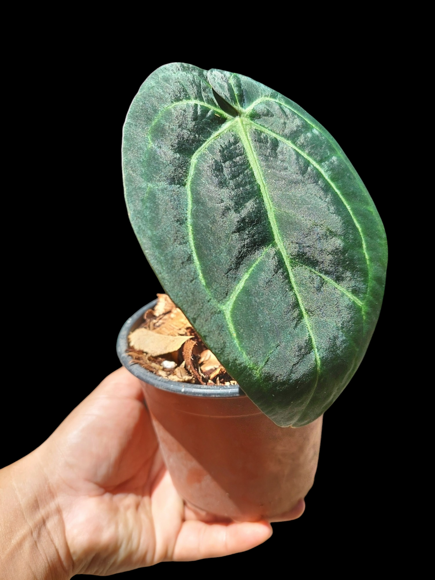 Anthurium Carlablackiae Wild Ecotype (EXACT PLANT)