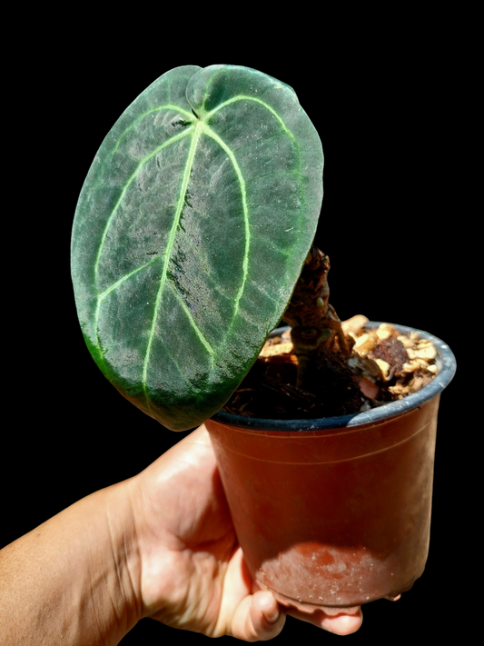 Anthurium Carlablackiae Wild Ecotype (EXACT PLANT)