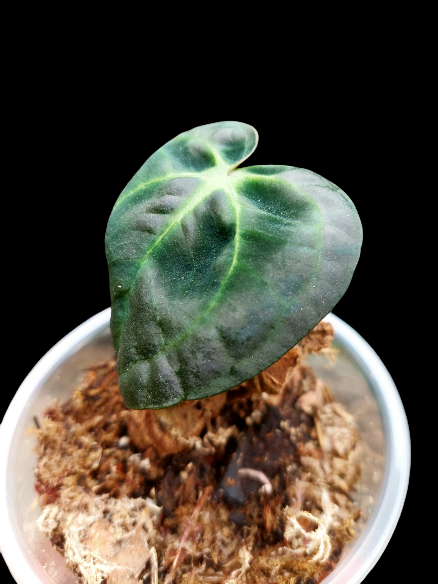 Anthurium Carlablackiae Small Siize Wild Ecotype (EXACT PLANT)