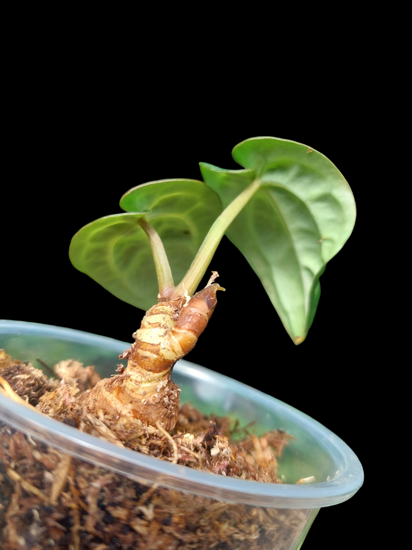 Anthurium Carlablackiae Small Siize 2 Leaves Wild Ecotype (EXACT PLANT)