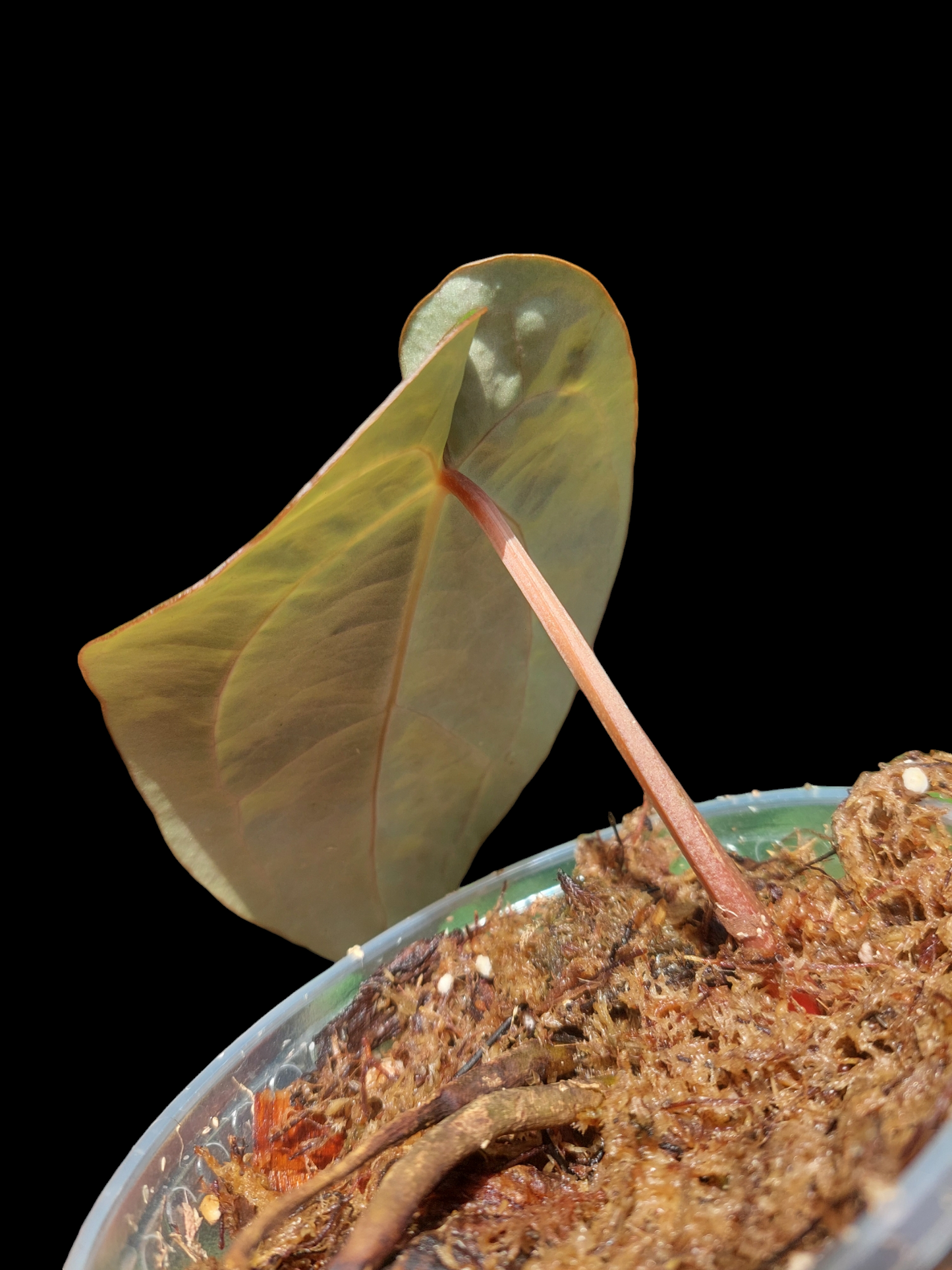 Anthurium Carlablackiae Wild Ecotype (EXACT PLANT)