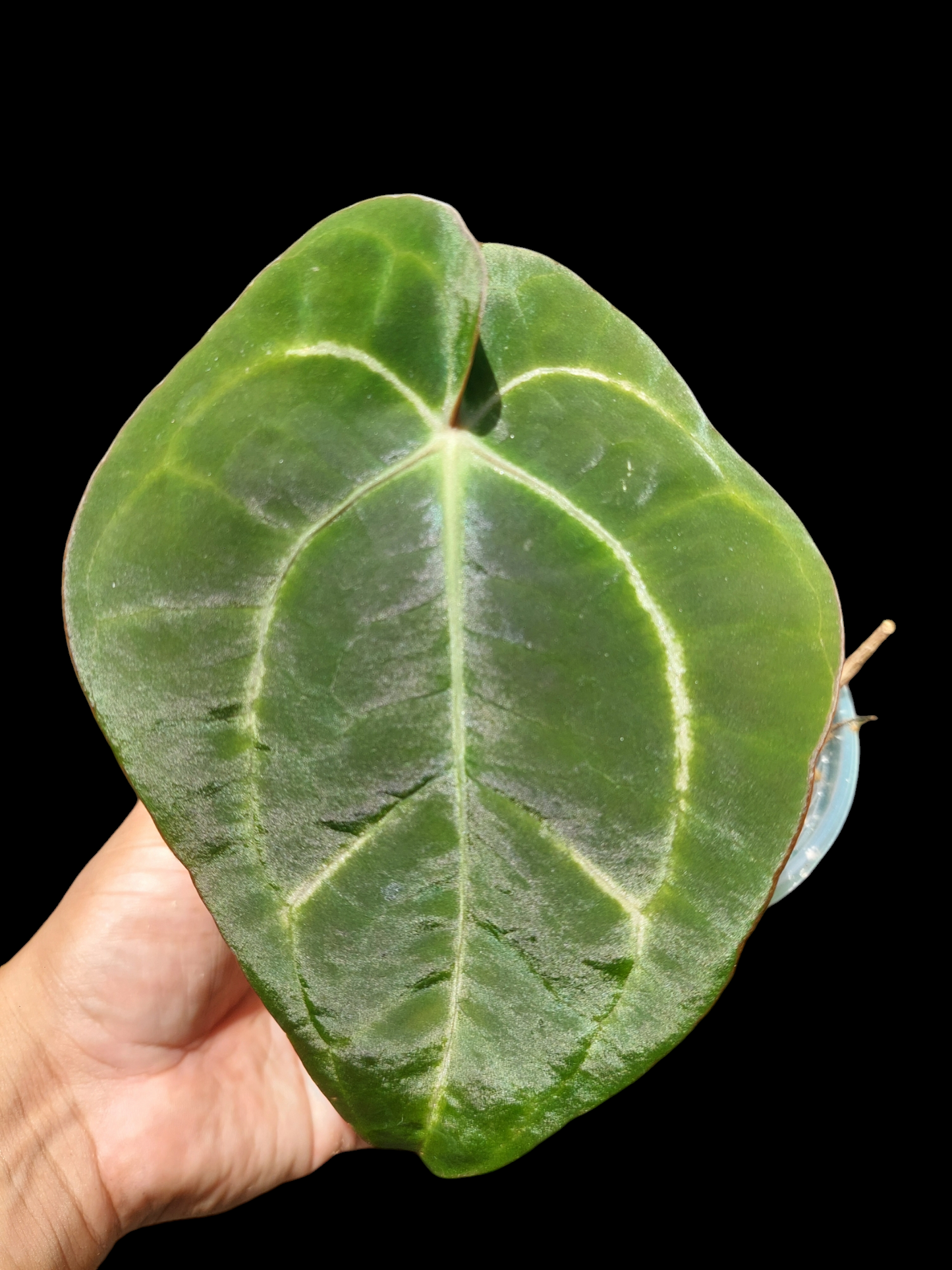 Anthurium Carlablackiae Wild Ecotype (EXACT PLANT)