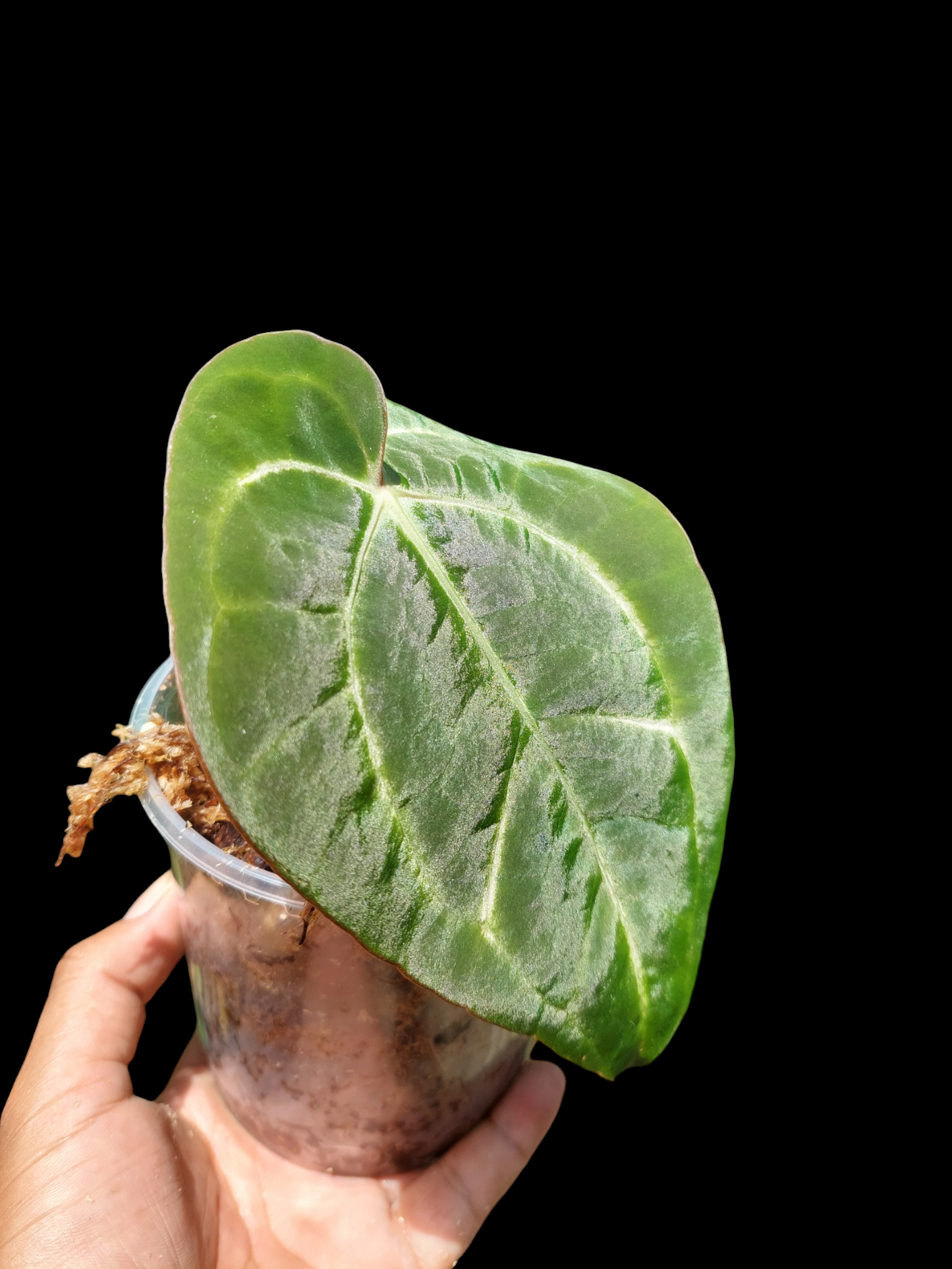 Anthurium Carlablackiae Wild Ecotype (EXACT PLANT)