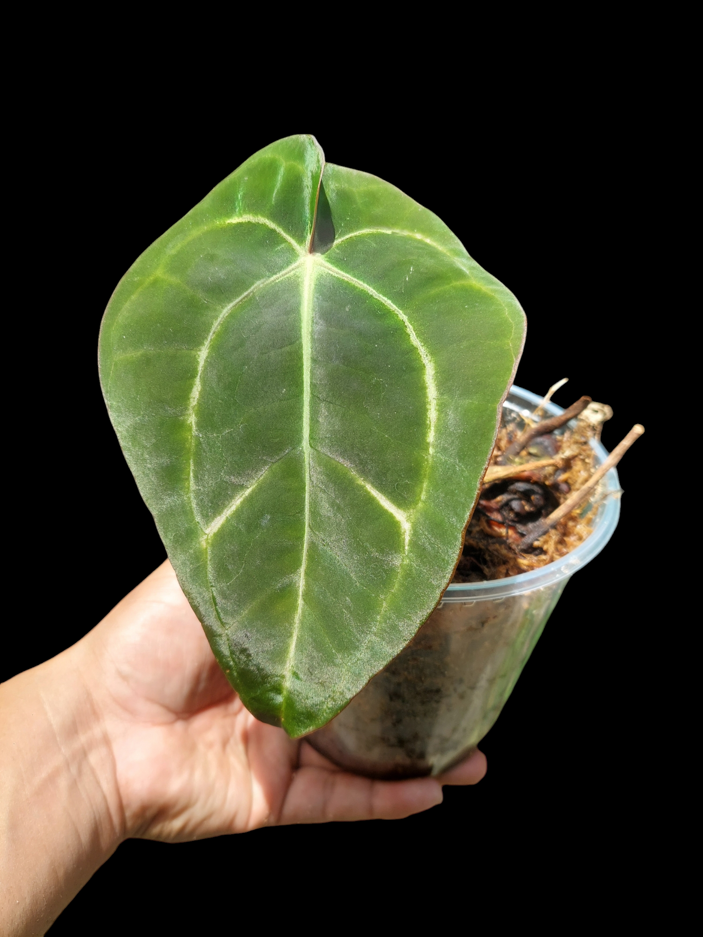 Anthurium Carlablackiae Wild Ecotype (EXACT PLANT)