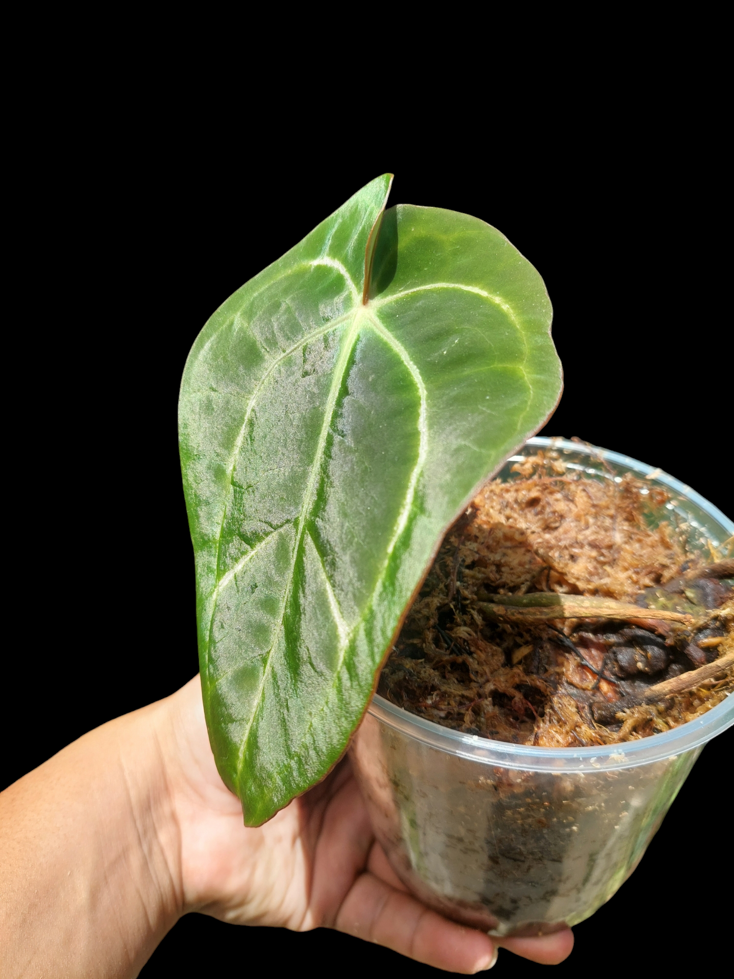 Anthurium Carlablackiae Wild Ecotype (EXACT PLANT)