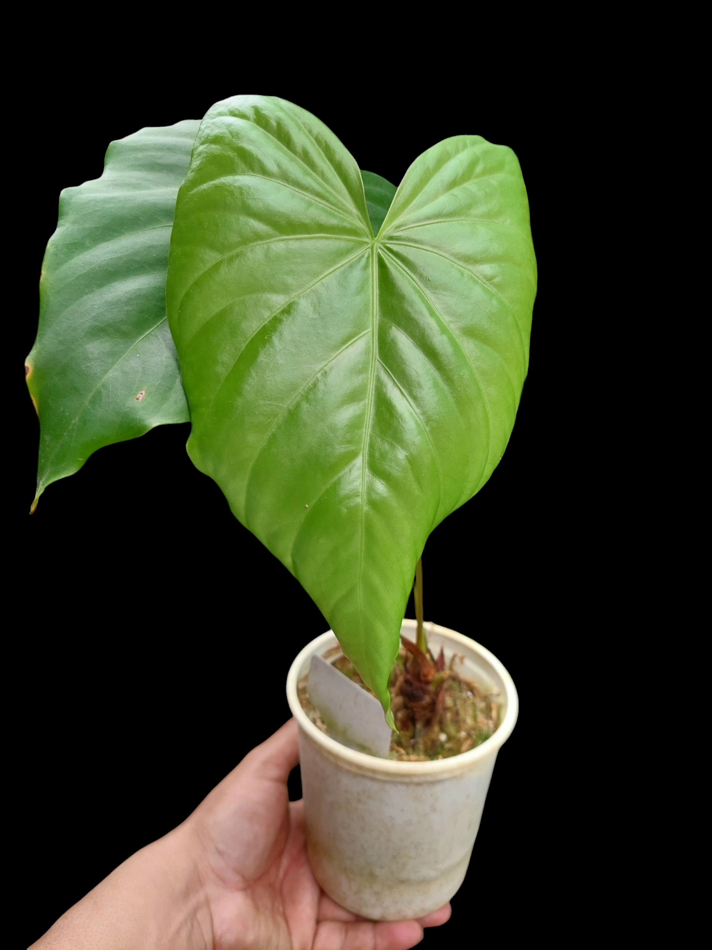 Anthurium sp. "Cumbaza" 2 Leaves Wild Ecotype (EXACT PLANT)