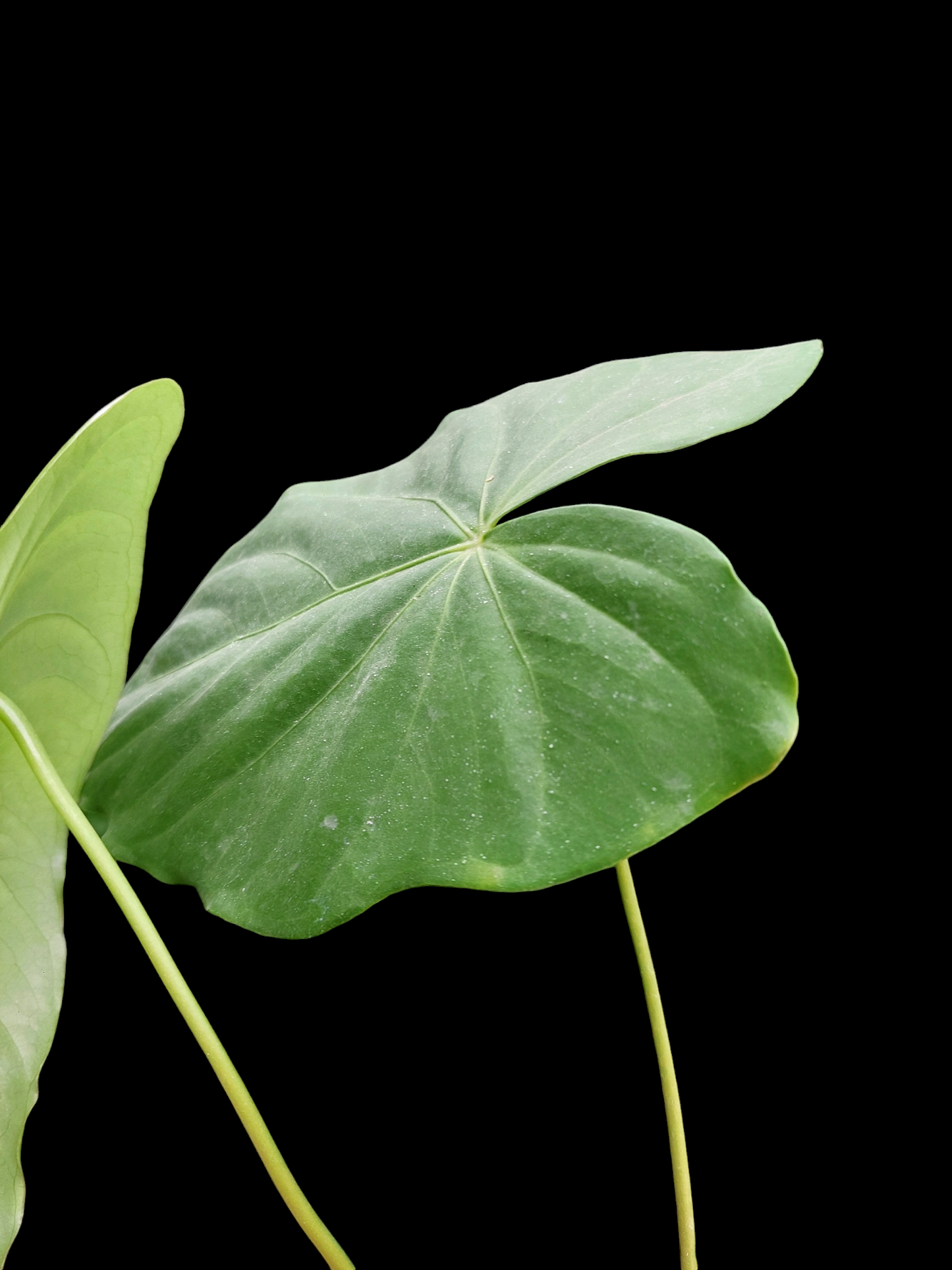 Anthurium sp. "Cumbaza" 2 Leaves Wild Ecotype (EXACT PLANT)