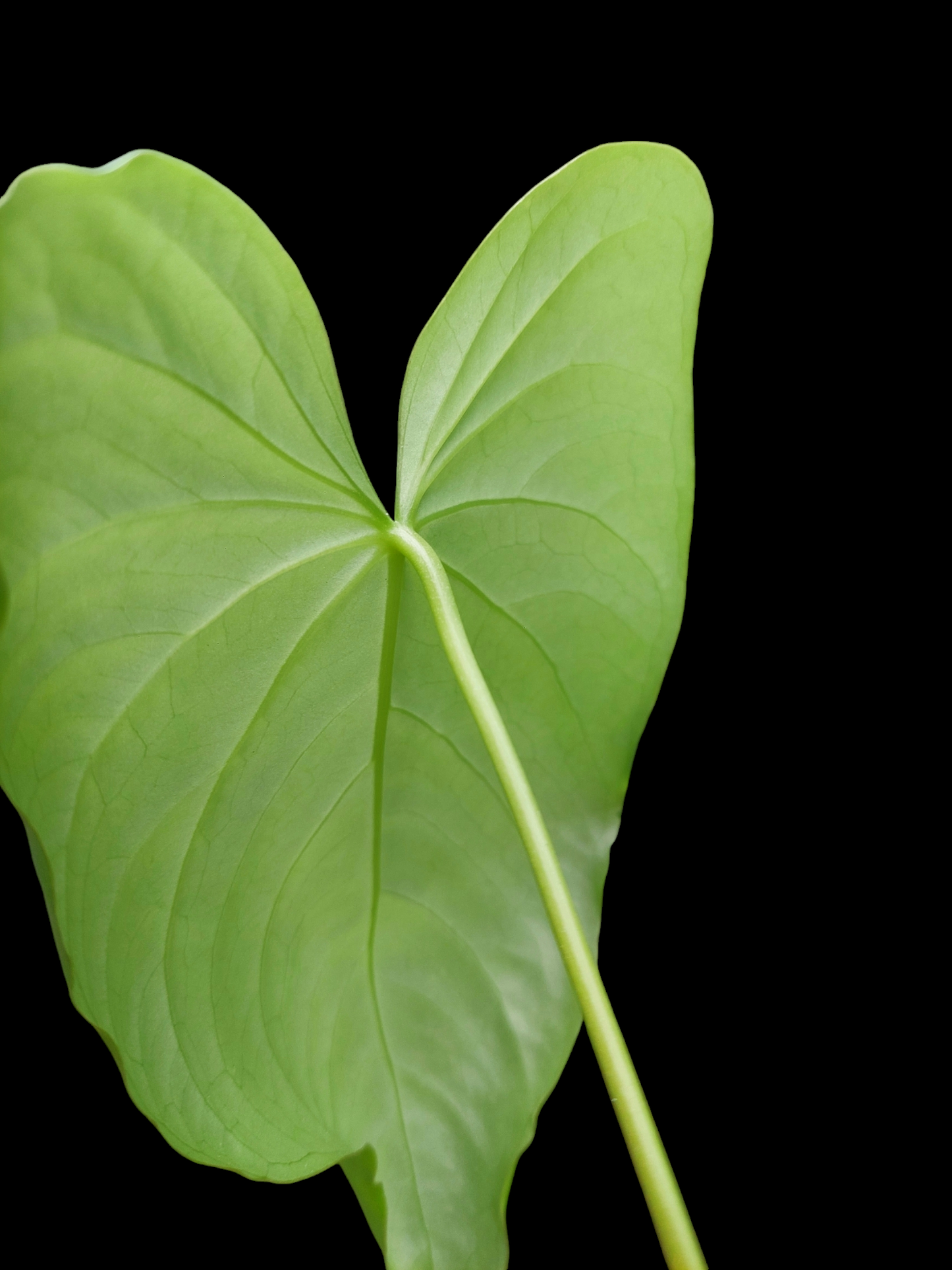 Anthurium sp. "Cumbaza" 2 Leaves Wild Ecotype (EXACT PLANT)