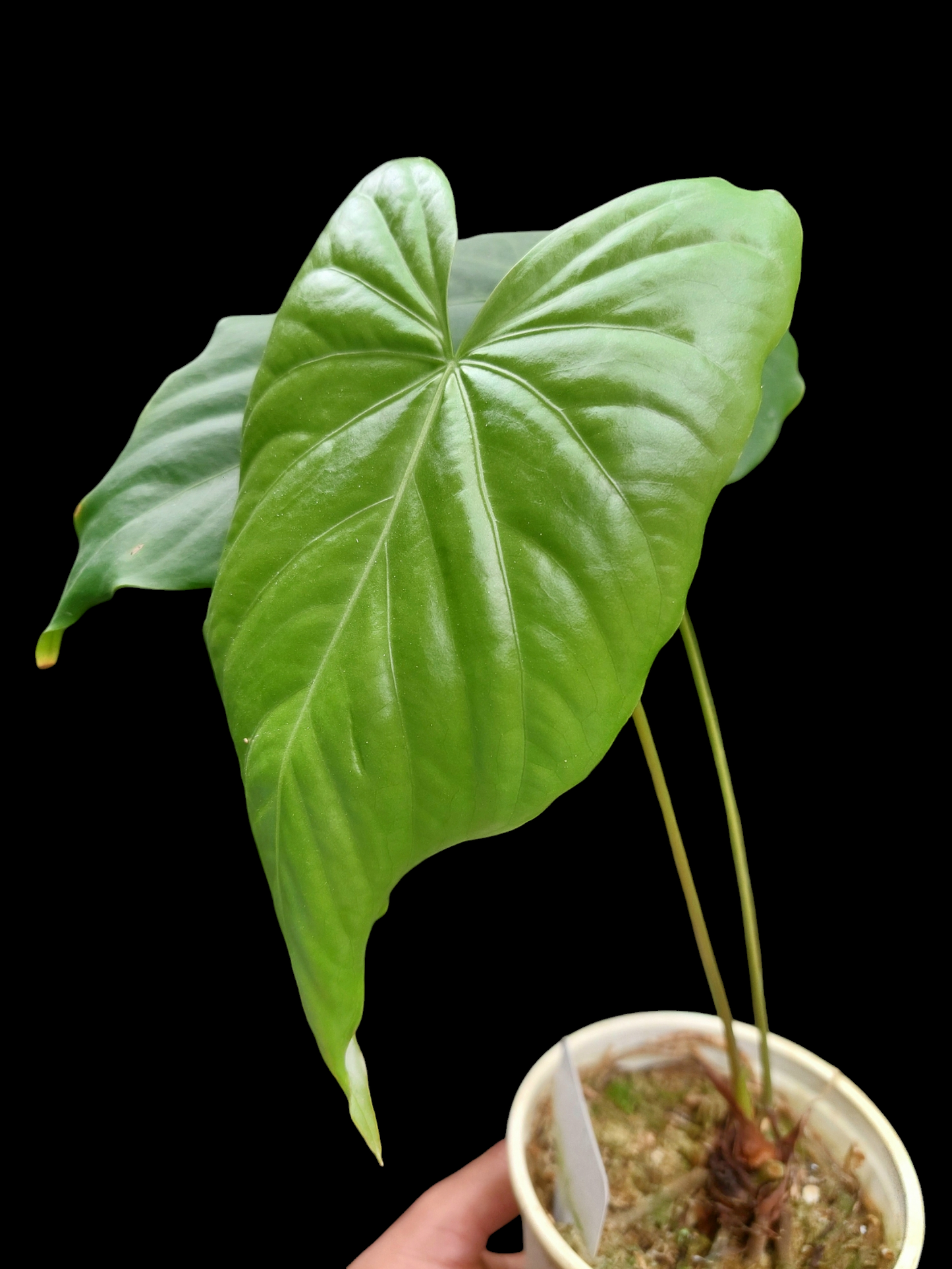 Anthurium sp. "Cumbaza" 2 Leaves Wild Ecotype (EXACT PLANT)