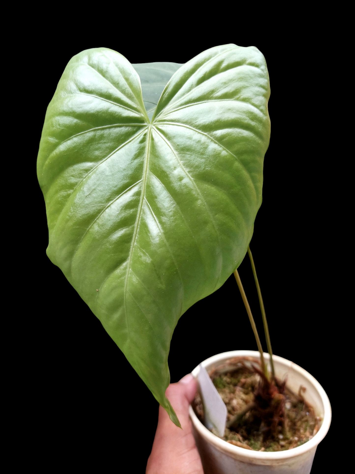 Anthurium sp. "Cumbaza" 2 Leaves Wild Ecotype (EXACT PLANT)