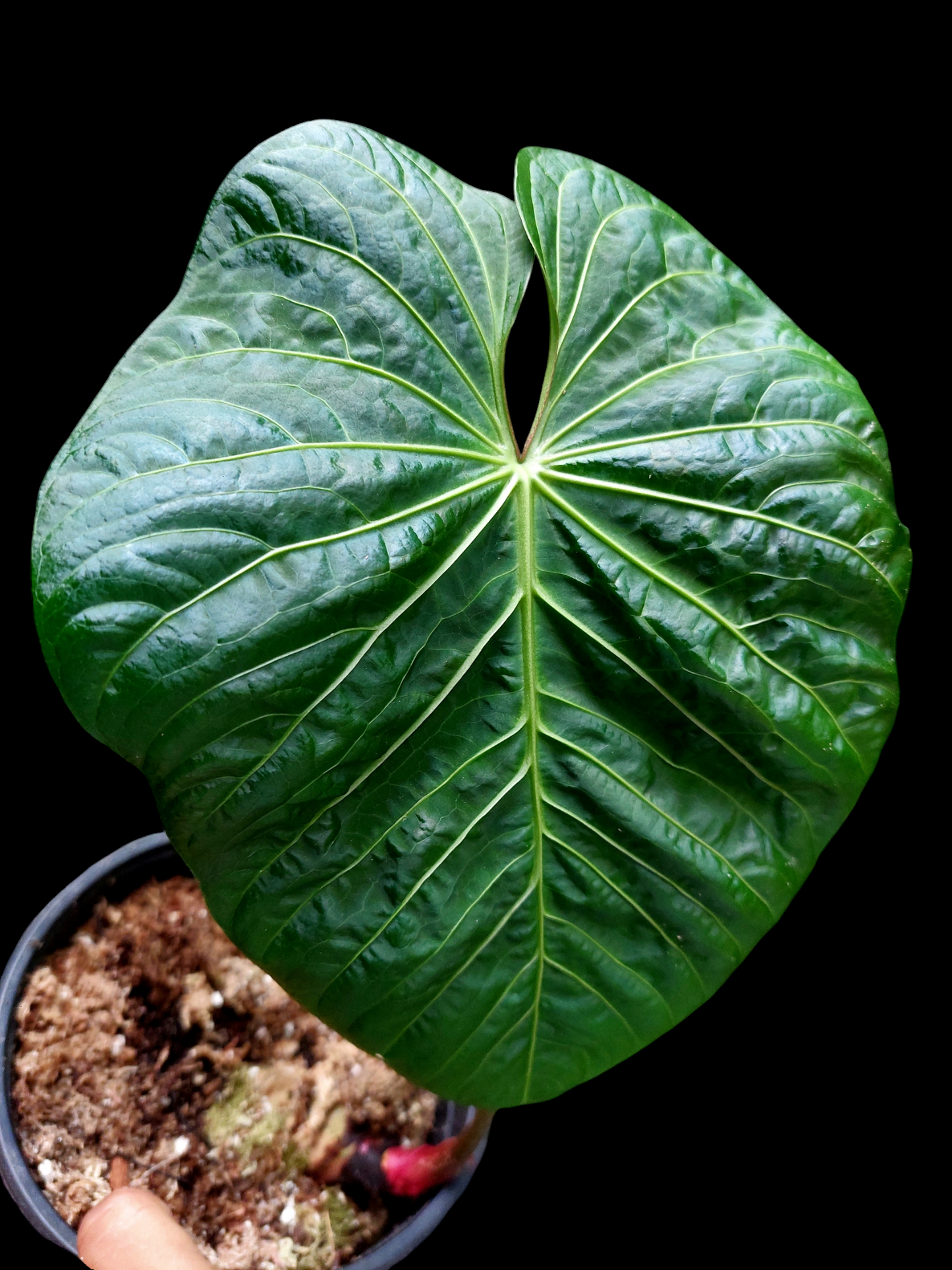 Anthurium sp. 'Colombianense' (EXACT PLANT)