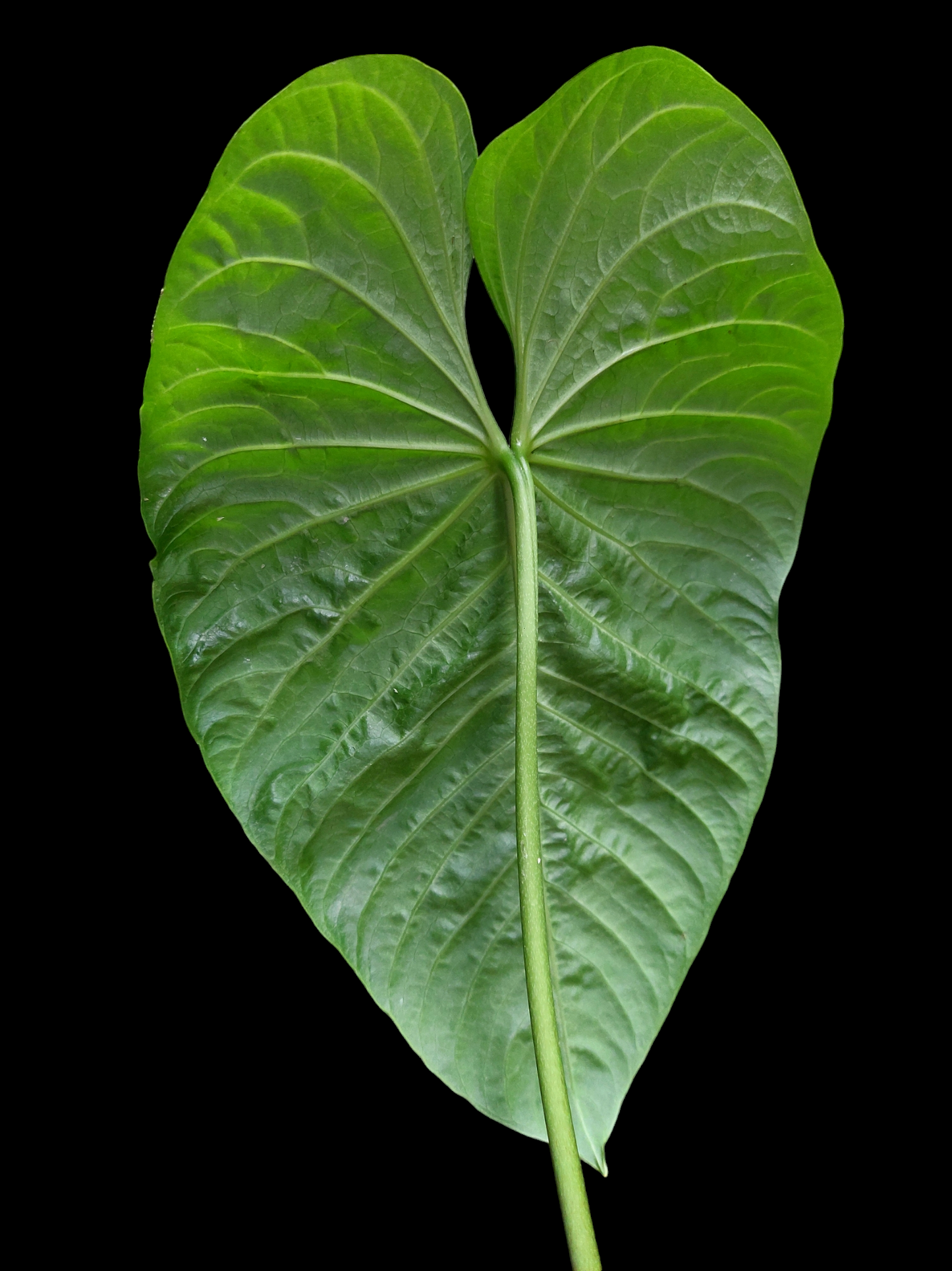 Anthurium sp. 'Colombianense' (EXACT PLANT)