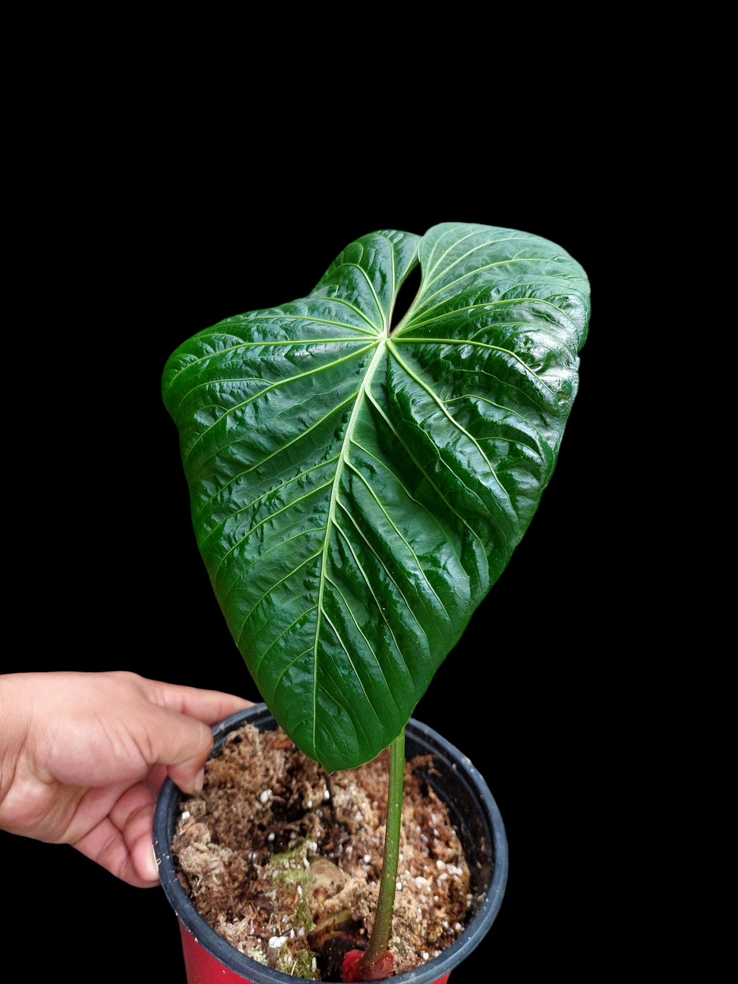 Anthurium sp. 'Colombianense' (EXACT PLANT)