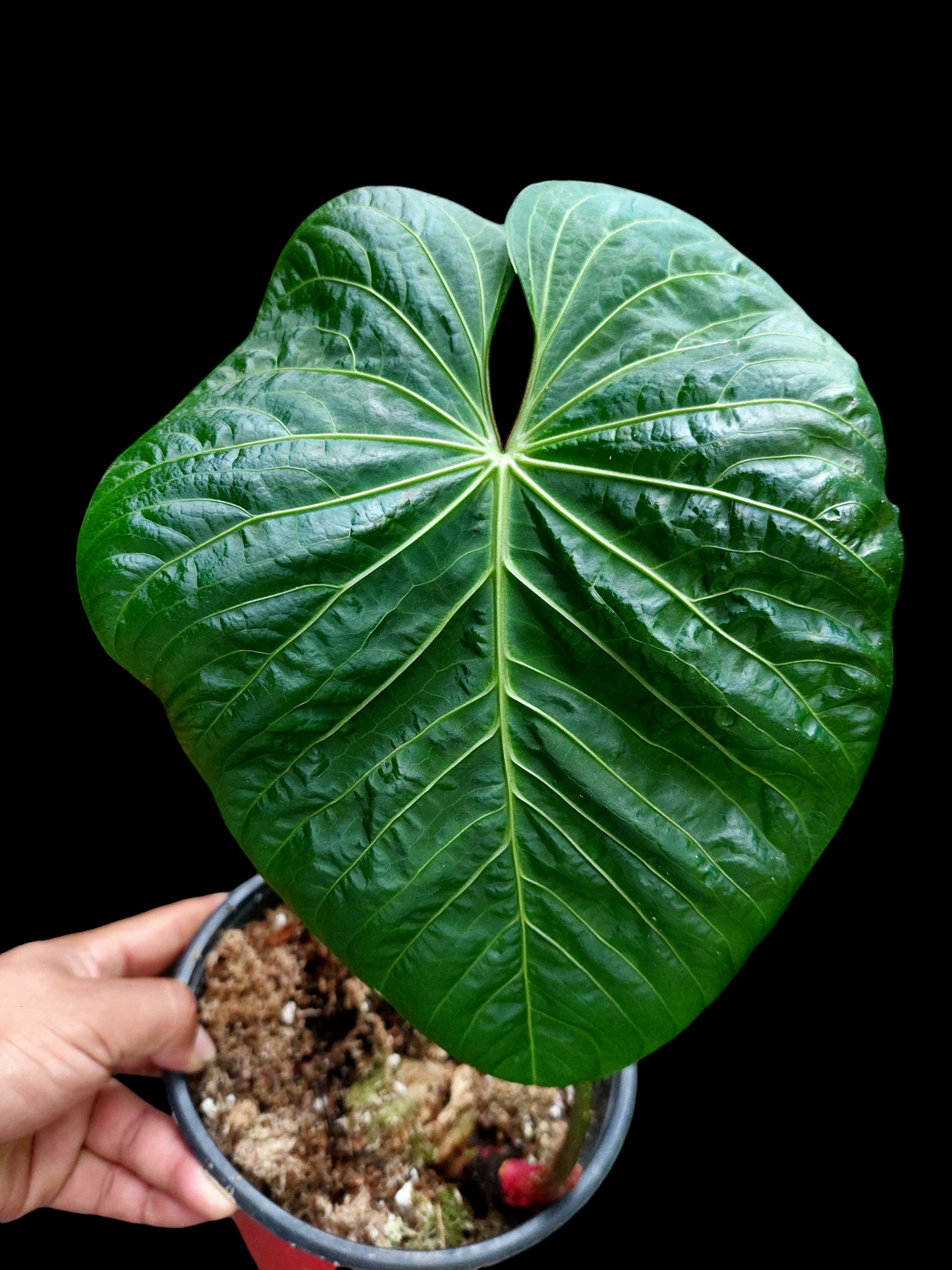 Anthurium sp. 'Colombianense' (EXACT PLANT)