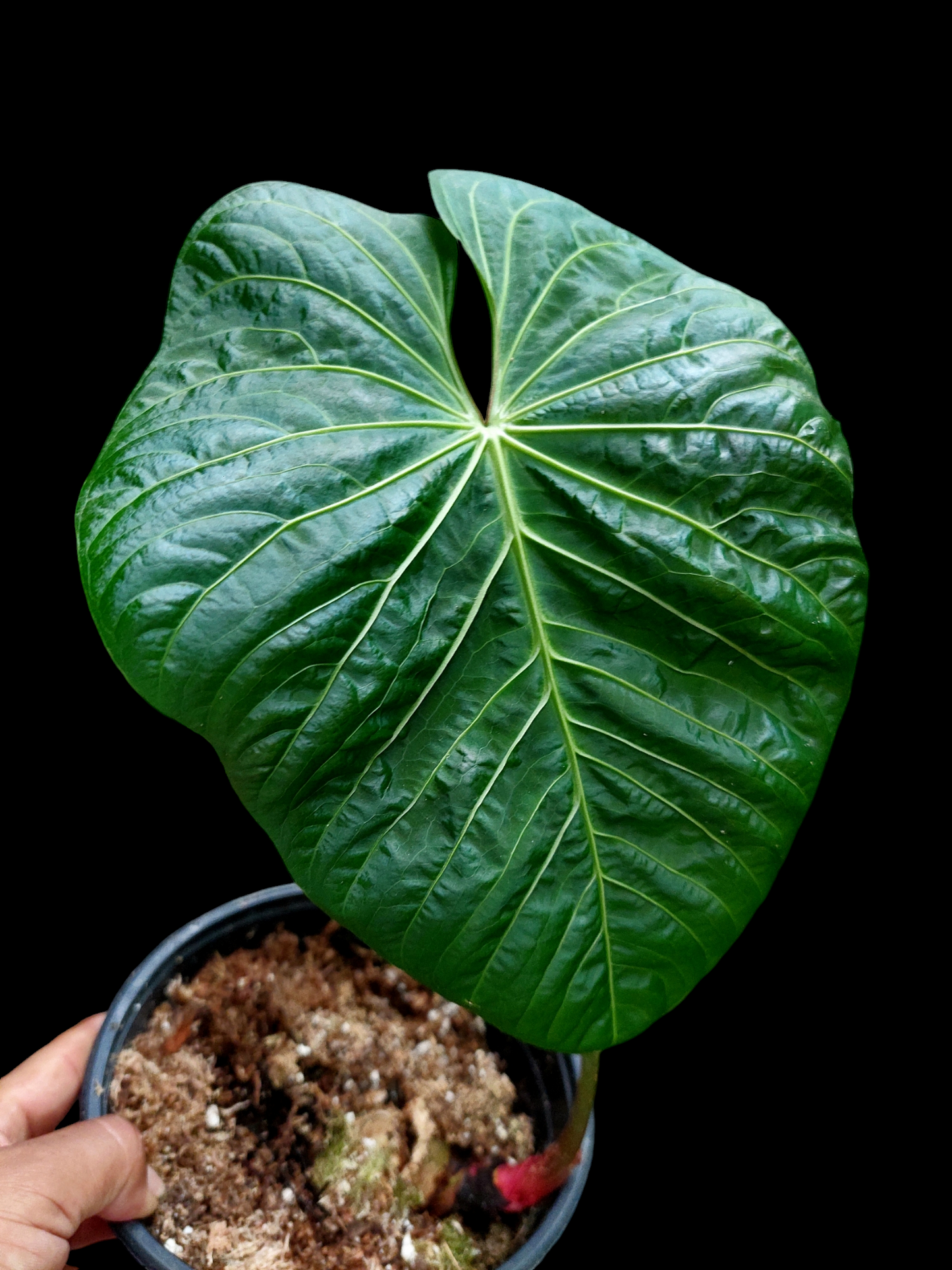 Anthurium sp. 'Colombianense' (EXACT PLANT)