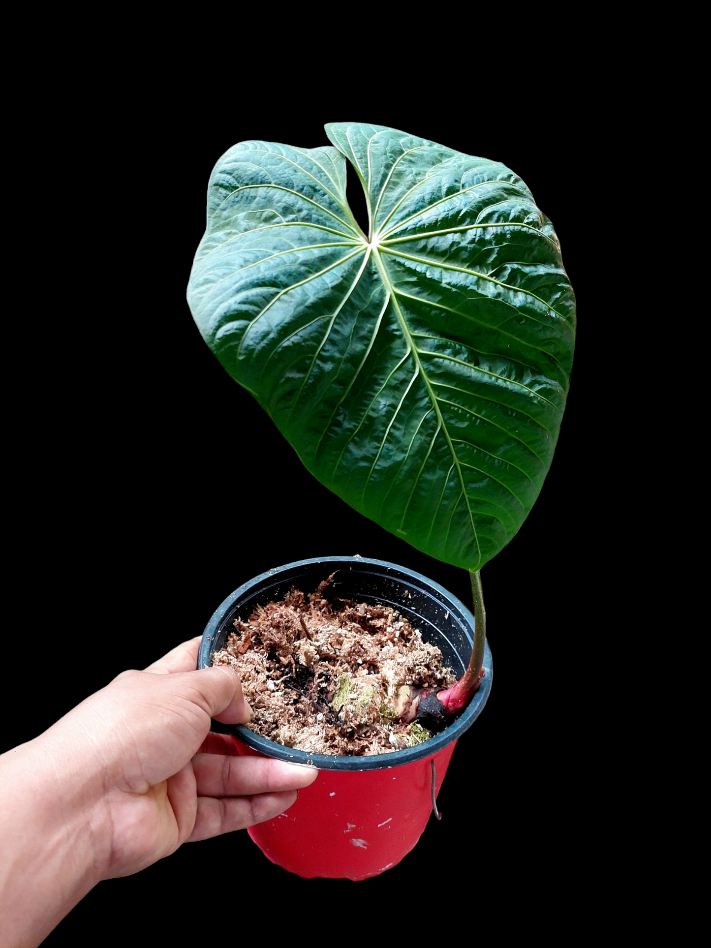 Anthurium sp. 'Colombianense' (EXACT PLANT)