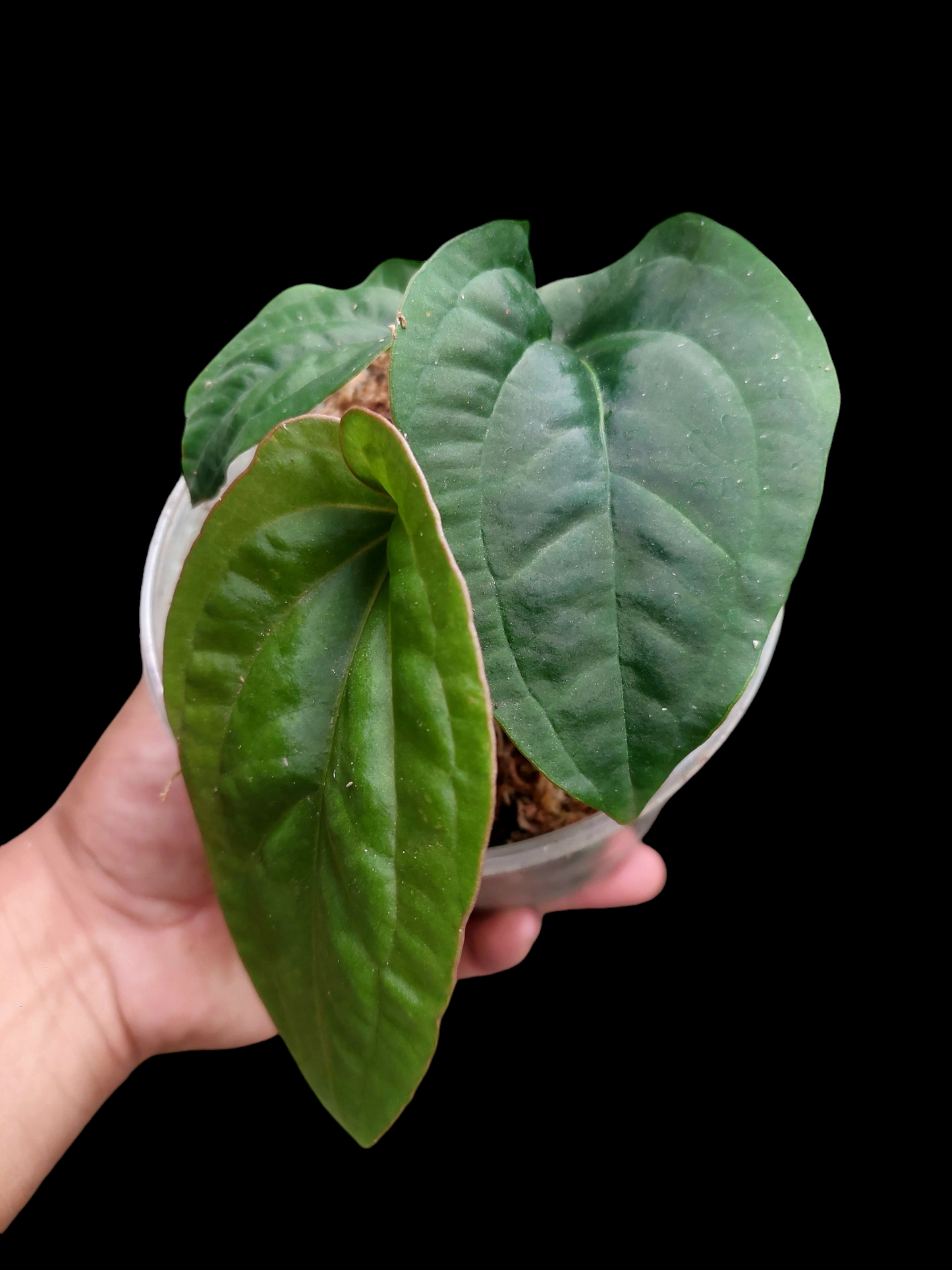 Anthurium Dressleri 'San Blas' 4 Leaves Wild Ecotype (EXACT PLANT)