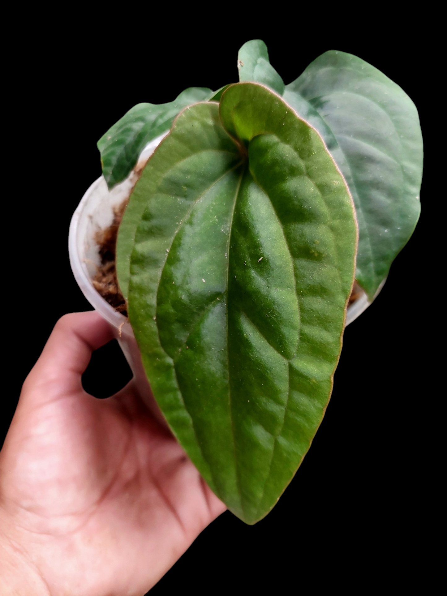 Anthurium Dressleri 'San Blas' 4 Leaves Wild Ecotype (EXACT PLANT)