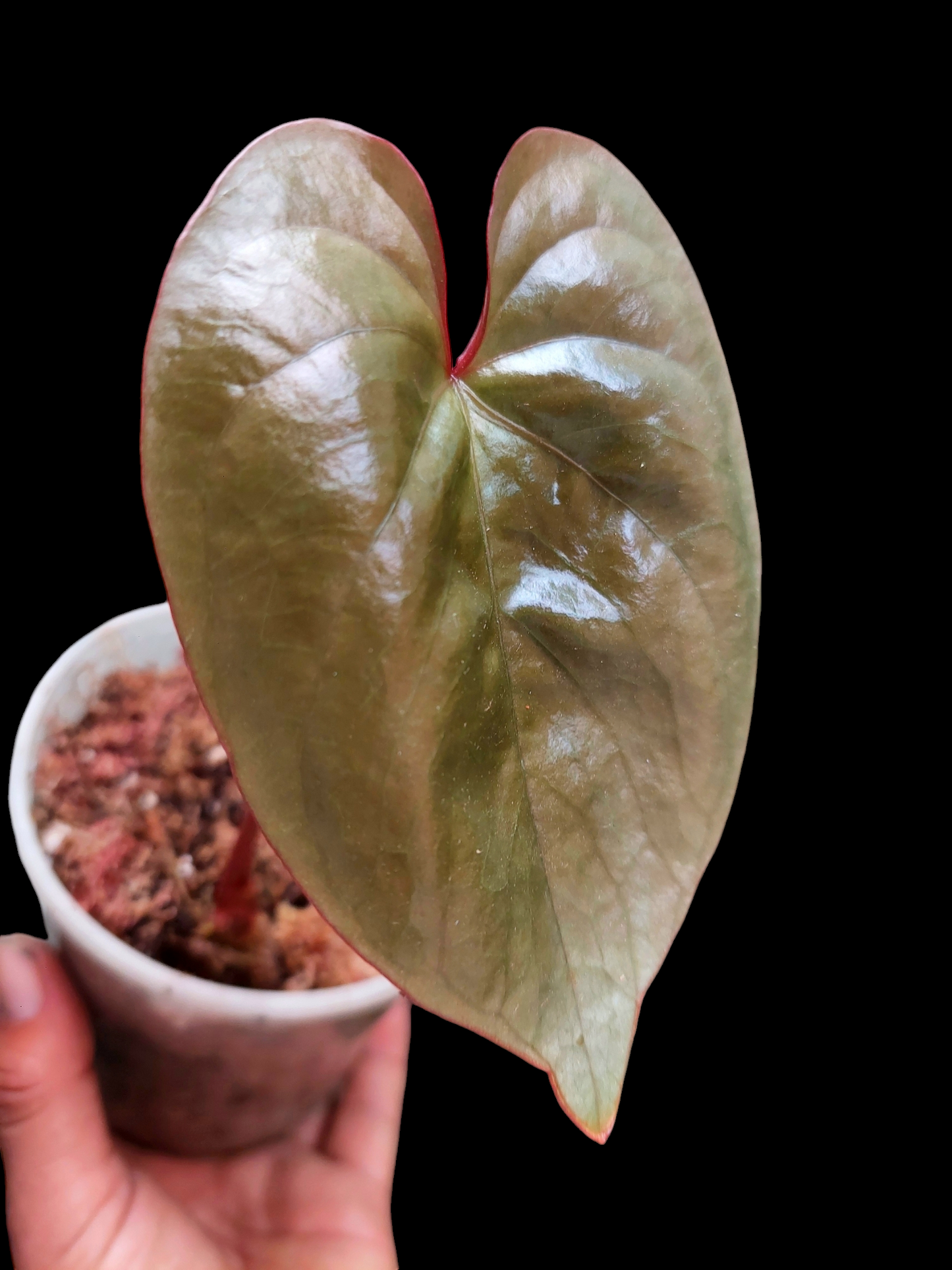 Anthurium sp. "Silver Peru" Rose Gold Phenotype (EXACT PLANT)