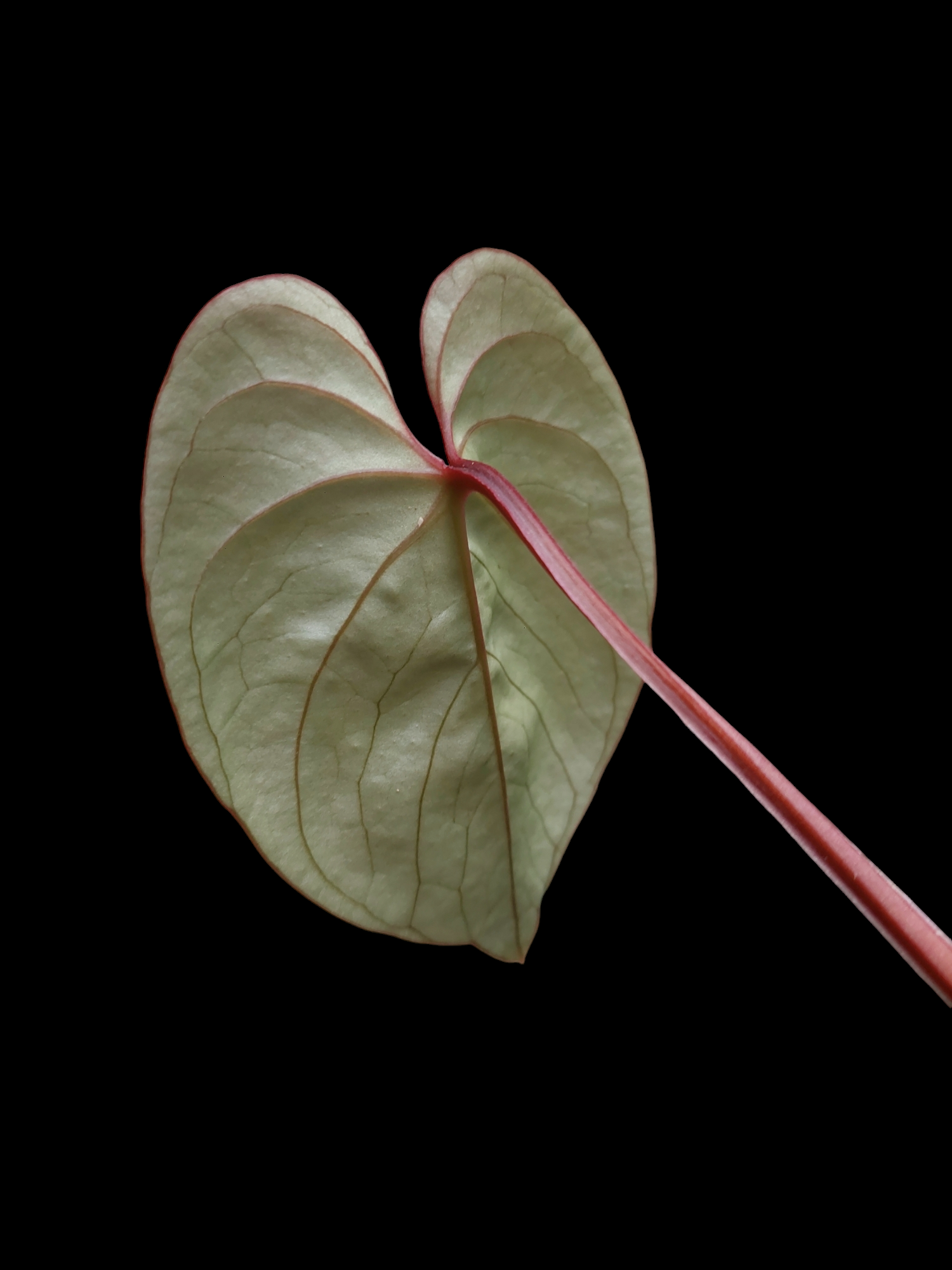 anthurium sp silver peru Anthurium sp. "Silver Peru" Rose Gold Phenotype (EXACT PLANT) – Amazon Plants Peru