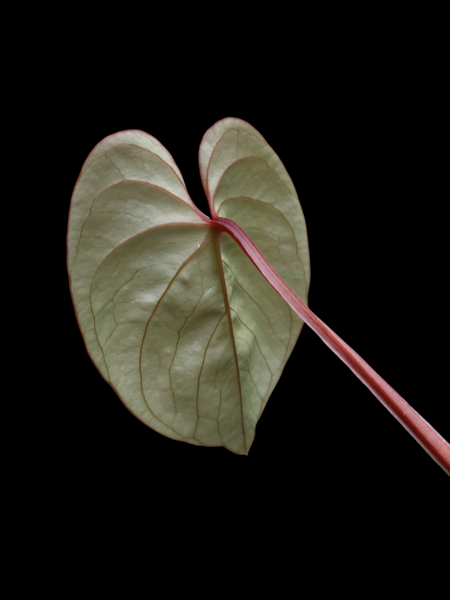 Anthurium sp. "Silver Peru" Rose Gold Phenotype (EXACT PLANT)