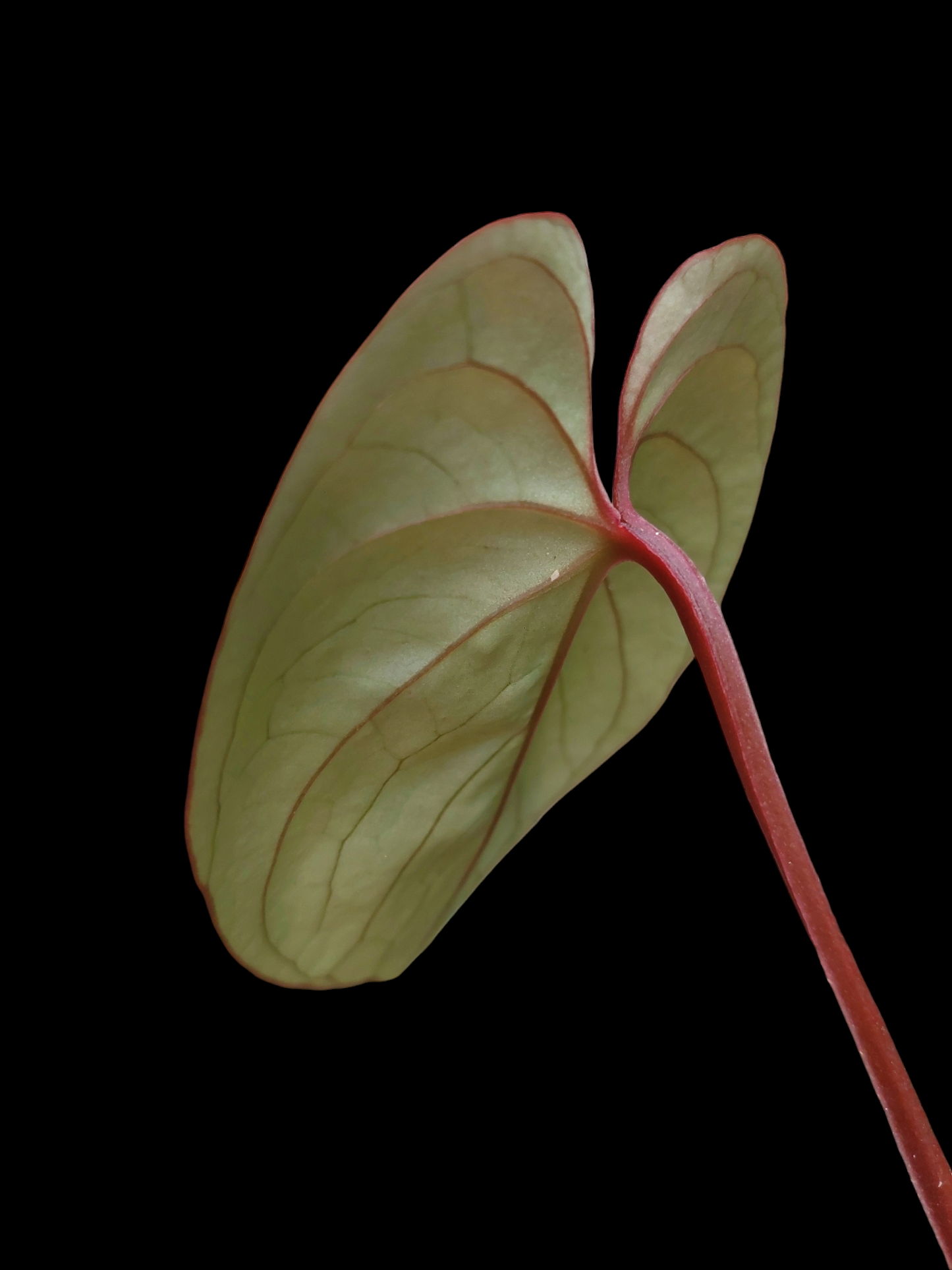 Anthurium sp. "Silver Peru" Rose Gold Phenotype (EXACT PLANT)